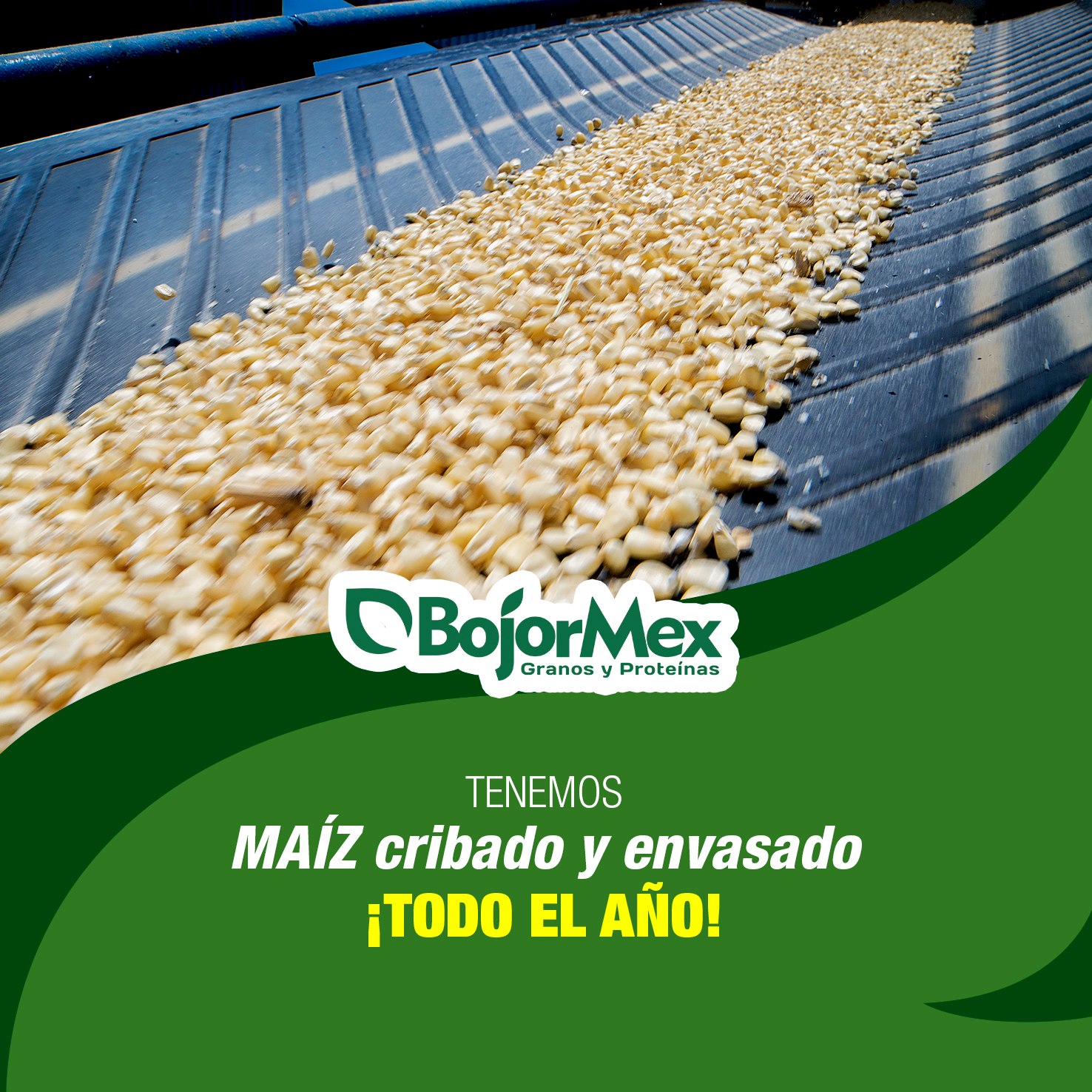 BojorMex - MAÍZ cribado y envasado ¡TODO EL AÑO! 🌽 Maíz... | Facebook