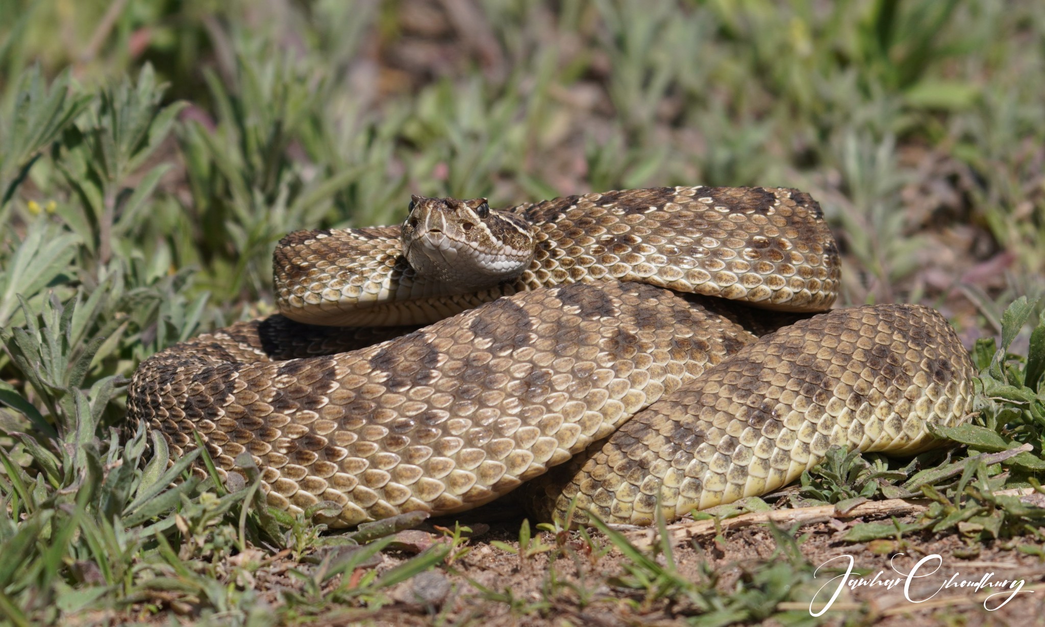 Biggest Rattlesnake In Colorado