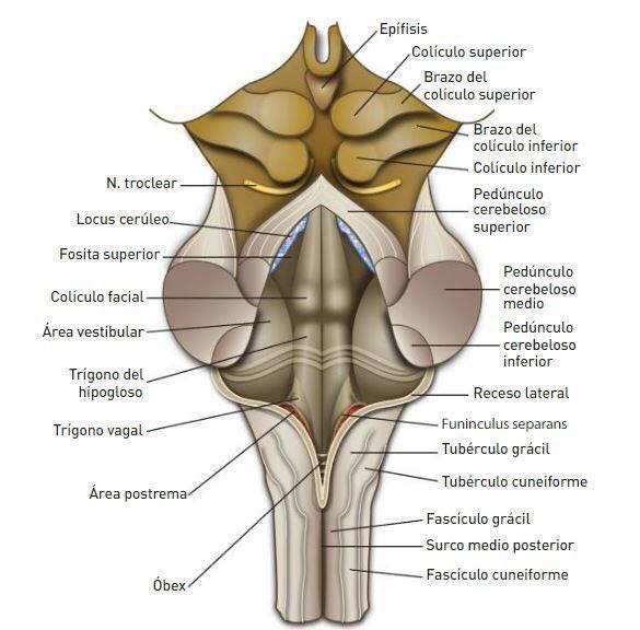 Medicina - Visión posterior esquemática del tronco del encéfalo tras ...