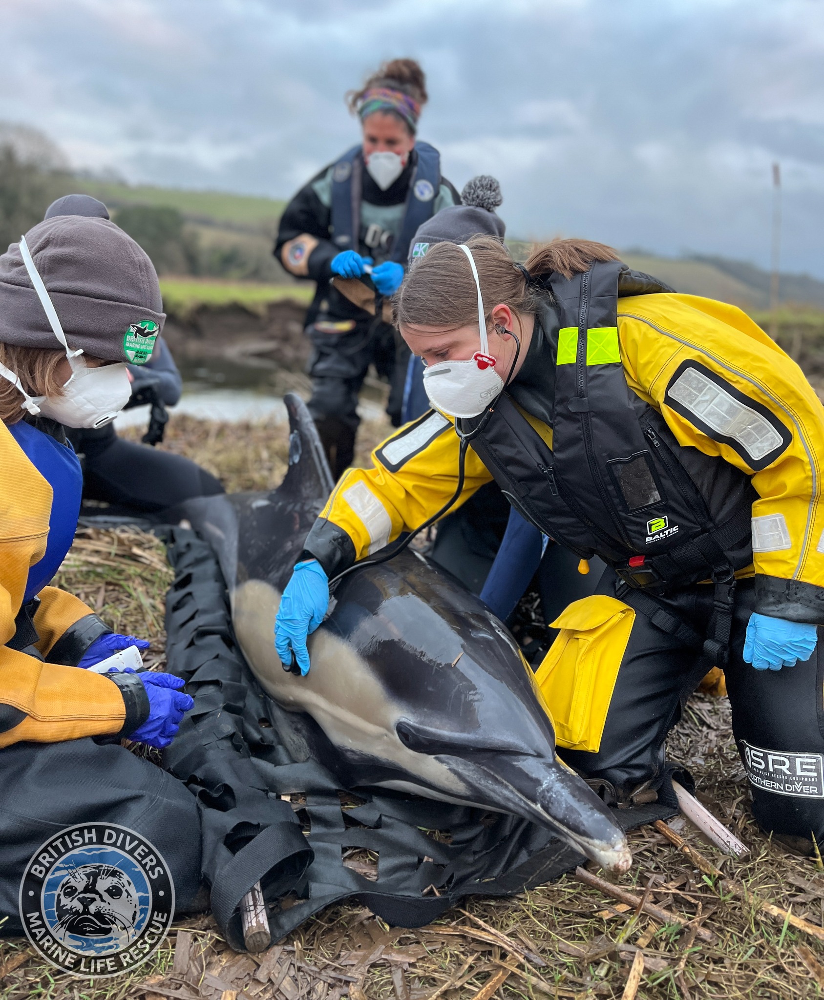🐬 Stop! Don’t push... - British Divers Marine Life Rescue | Facebook