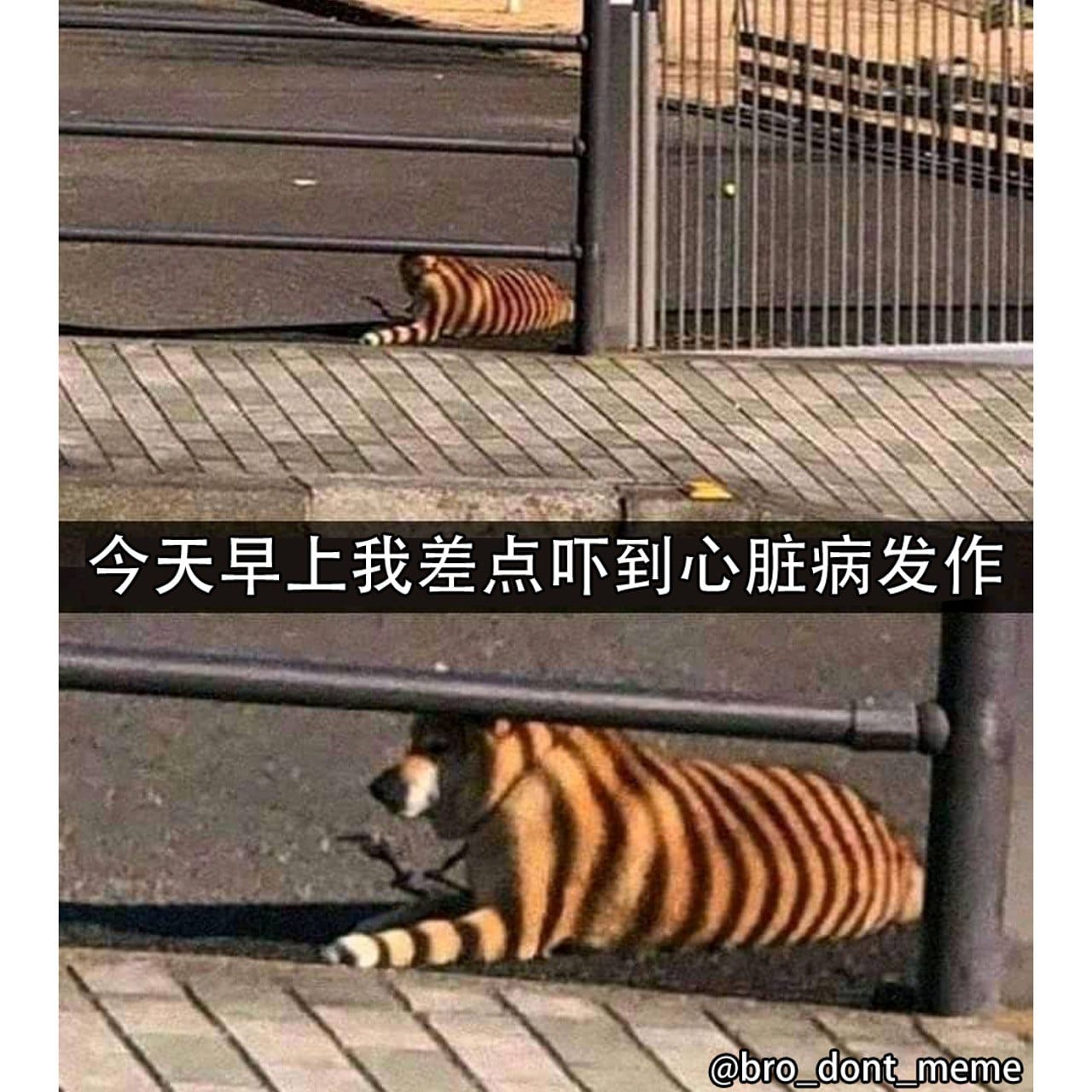 Bro don't meme - 关注解锁更多梗图，也欢迎投稿 Dm投稿 #梗图 #梗圖系列 #梗 #搞笑... | Facebook