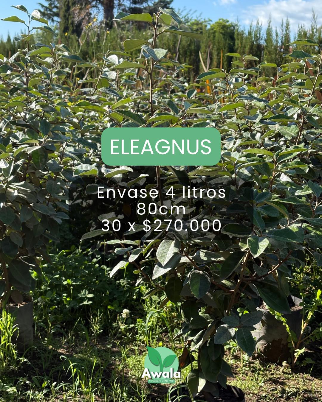 Awala vivero online | Lobos