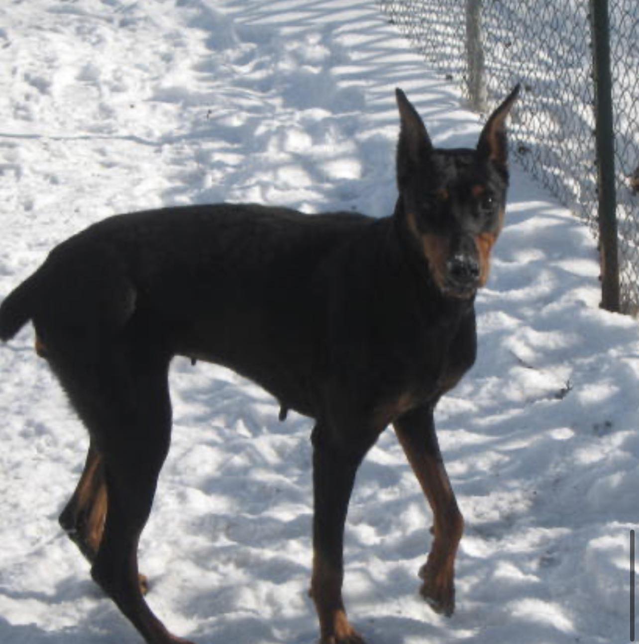 Illinois - Kendall is a stunning 2-year-old Doberman who is learning ...
