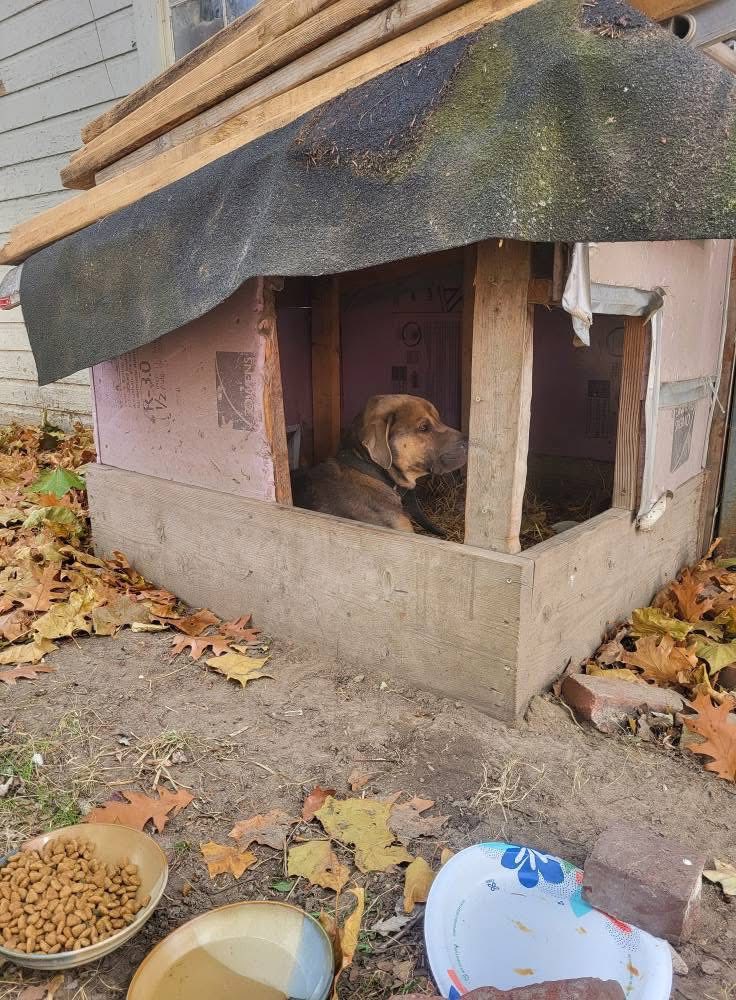 ️ RESCUED! In need of FOSTER! This... - Detroit Dog Rescue | Facebook