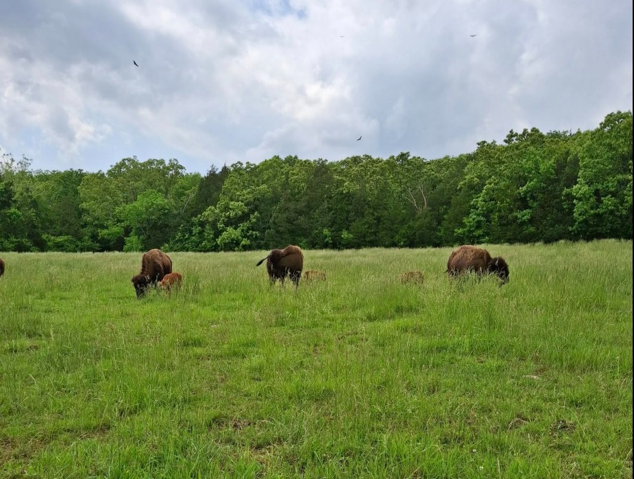 All About Bison - The US Needs More Bison Tuesday Nov... | Facebook