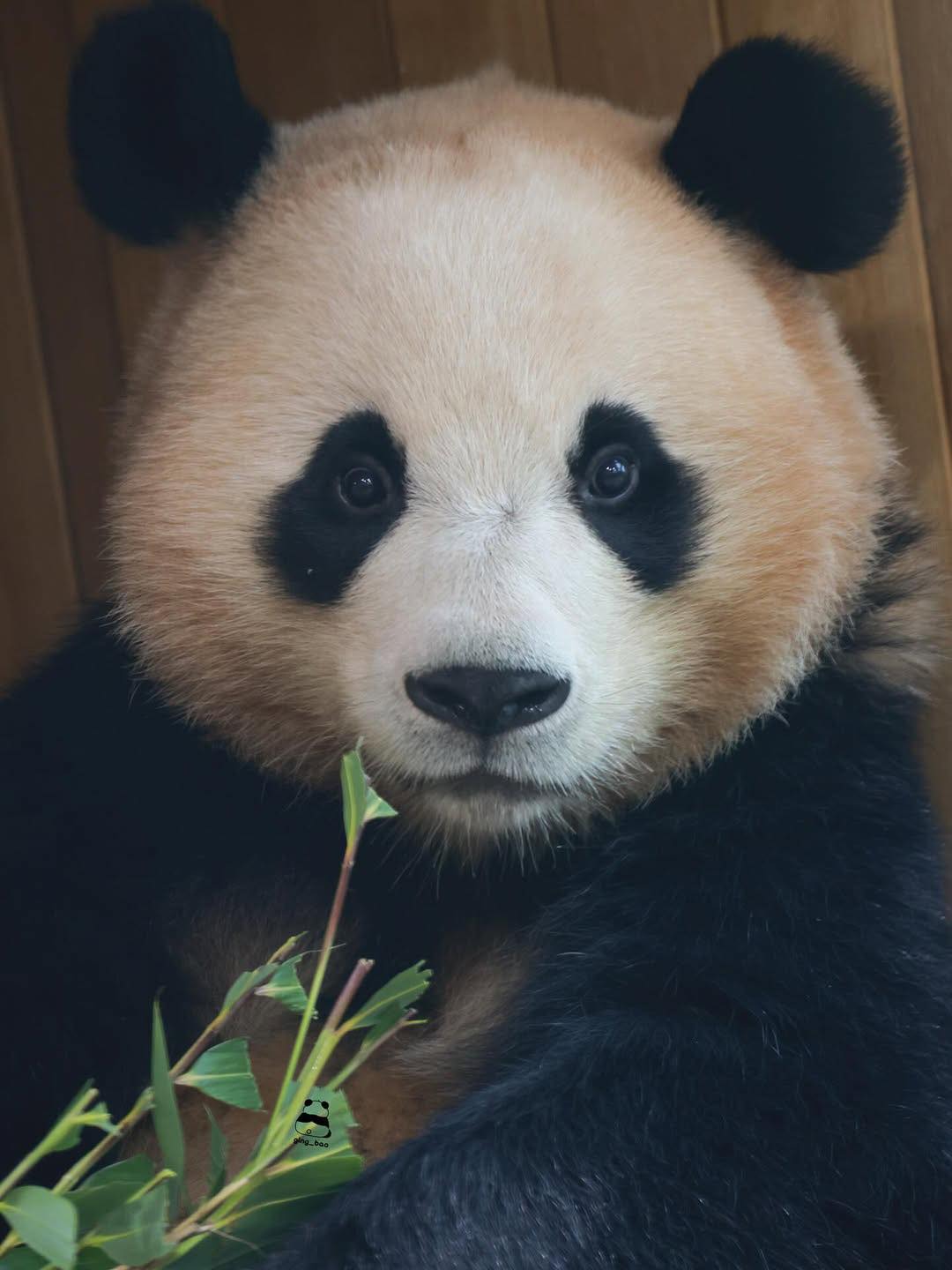 Rui - Út Hui giống chị Fu nhất nhà 🥰🥰 | Facebook