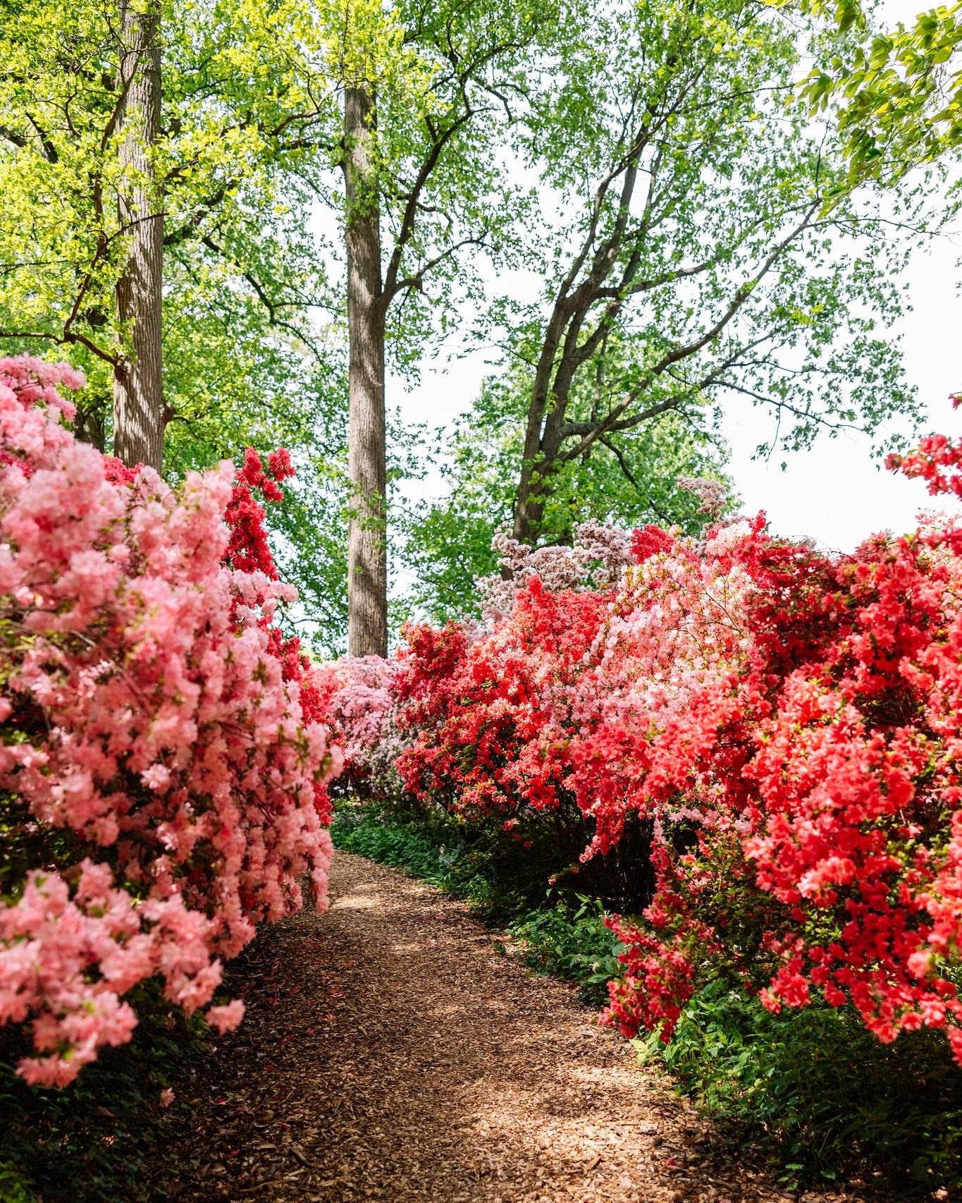 Vibrant azaleas bloom at Winterthur Museum's Azalea Woods