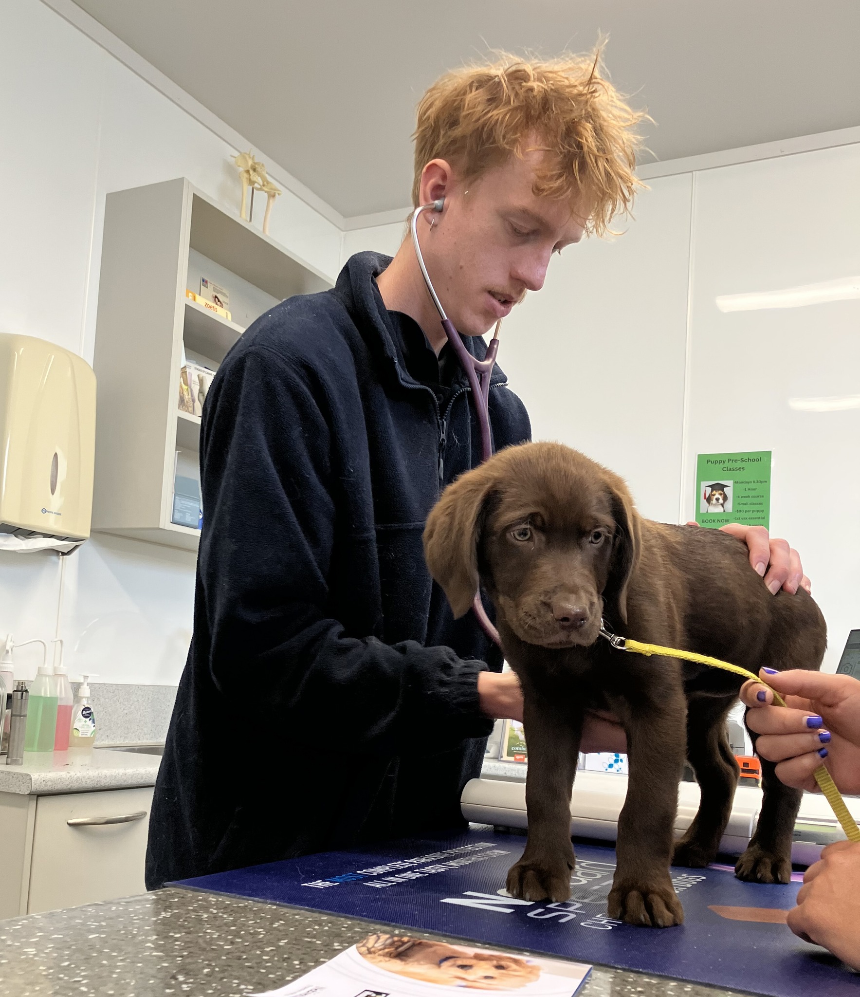 Veterinary Clinic Morrinsville | Piako