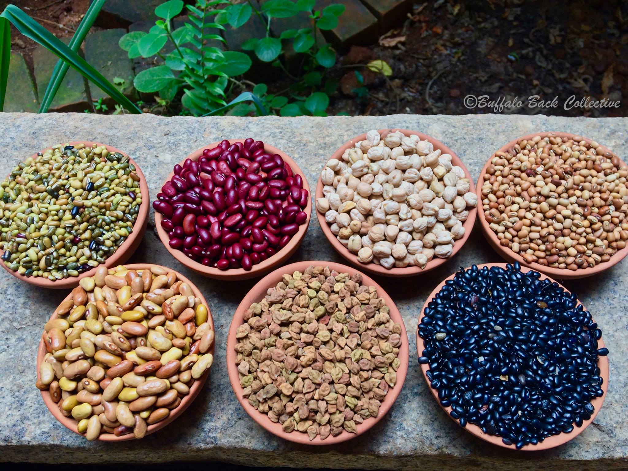 Buffalo - LEGUMES ! And here's a small collection of what we've got - a ...
