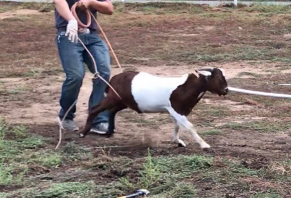 Goat Roping Events | Facebook