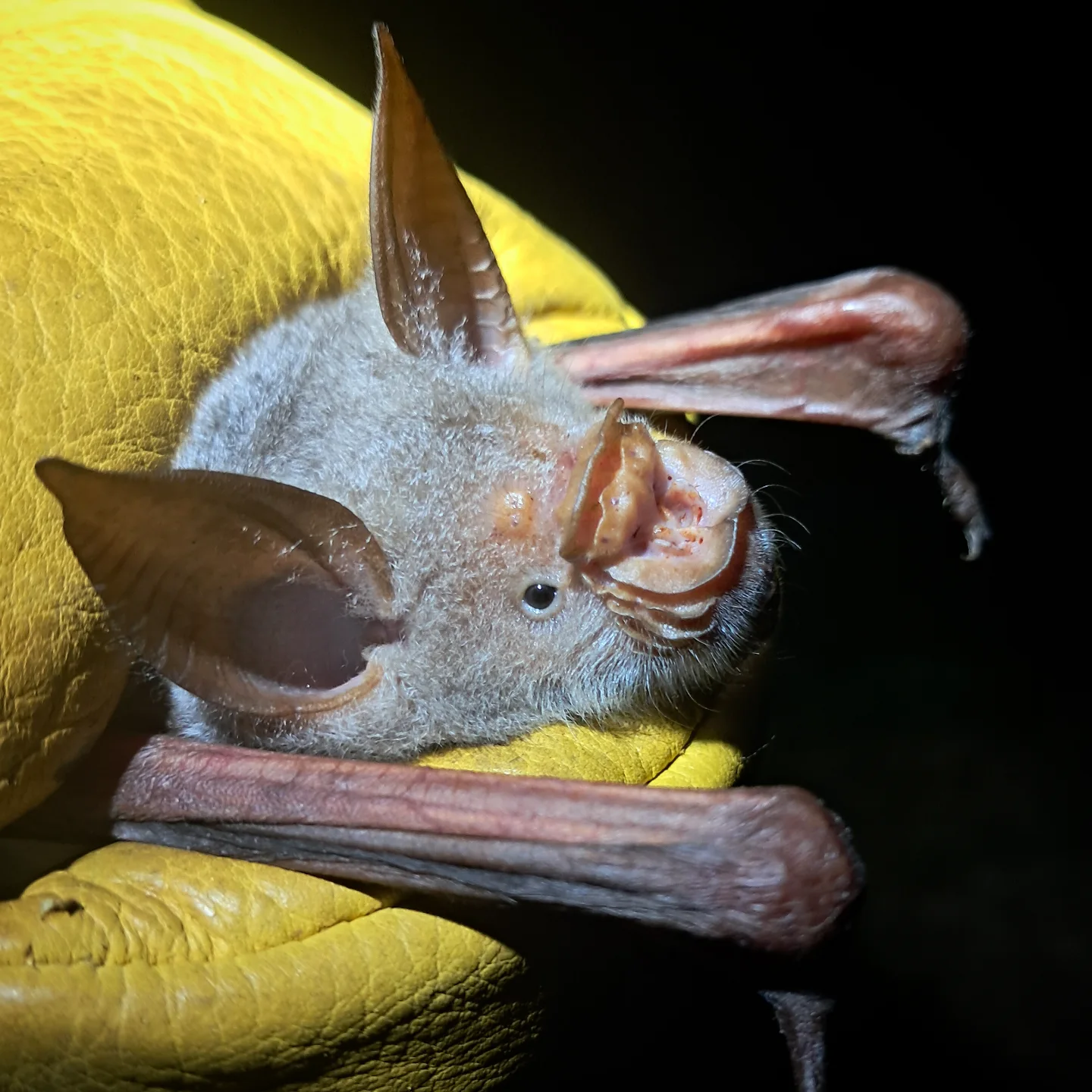 African Bat Conservation added... - African Bat Conservation