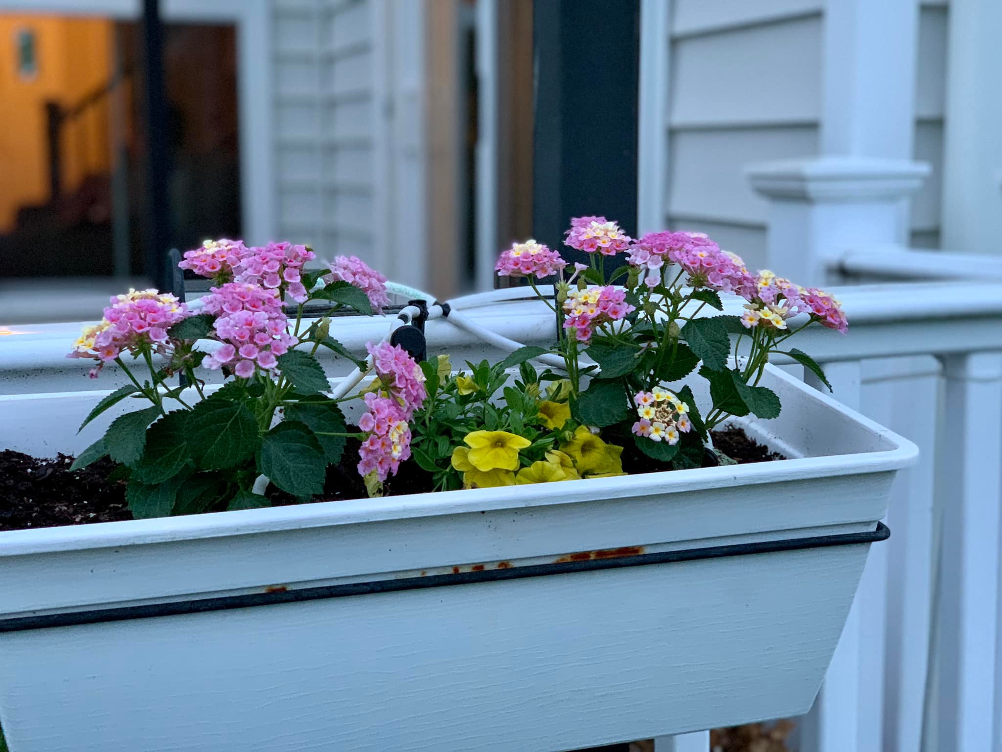 Cherry sunrise bandana lantana hanging baskets