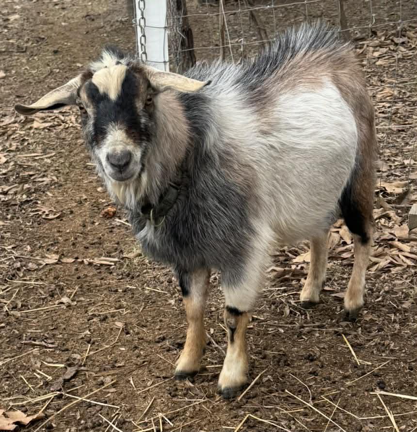 B&H Farms - Update: PICKLES HAS BEEN FOUND AND CAUGHT!!!... | Facebook