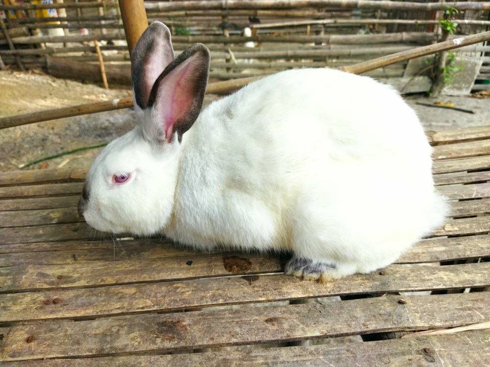 ICM MiniRabbitry | Urdaneta