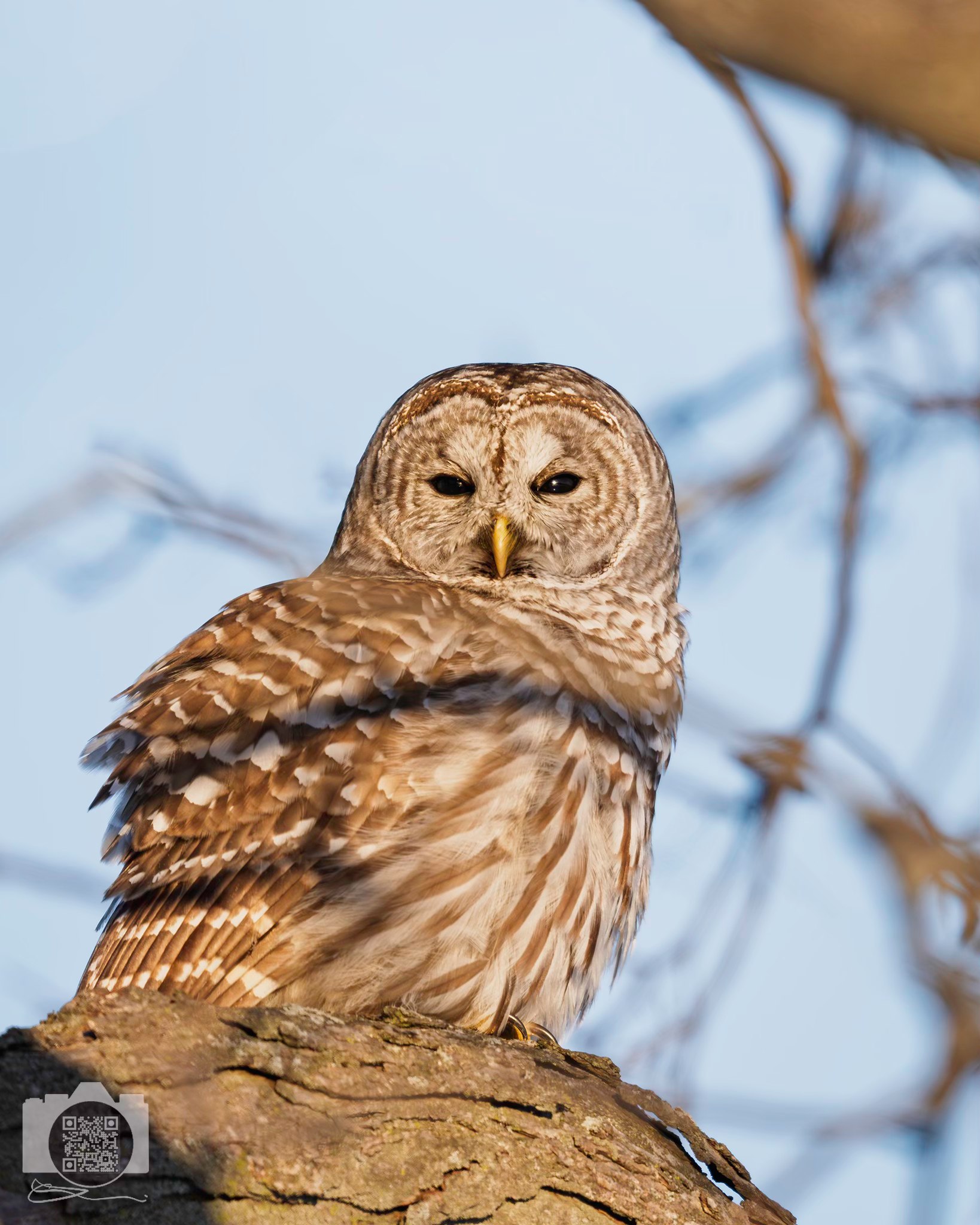 Barred Owl captured with 600mm lens