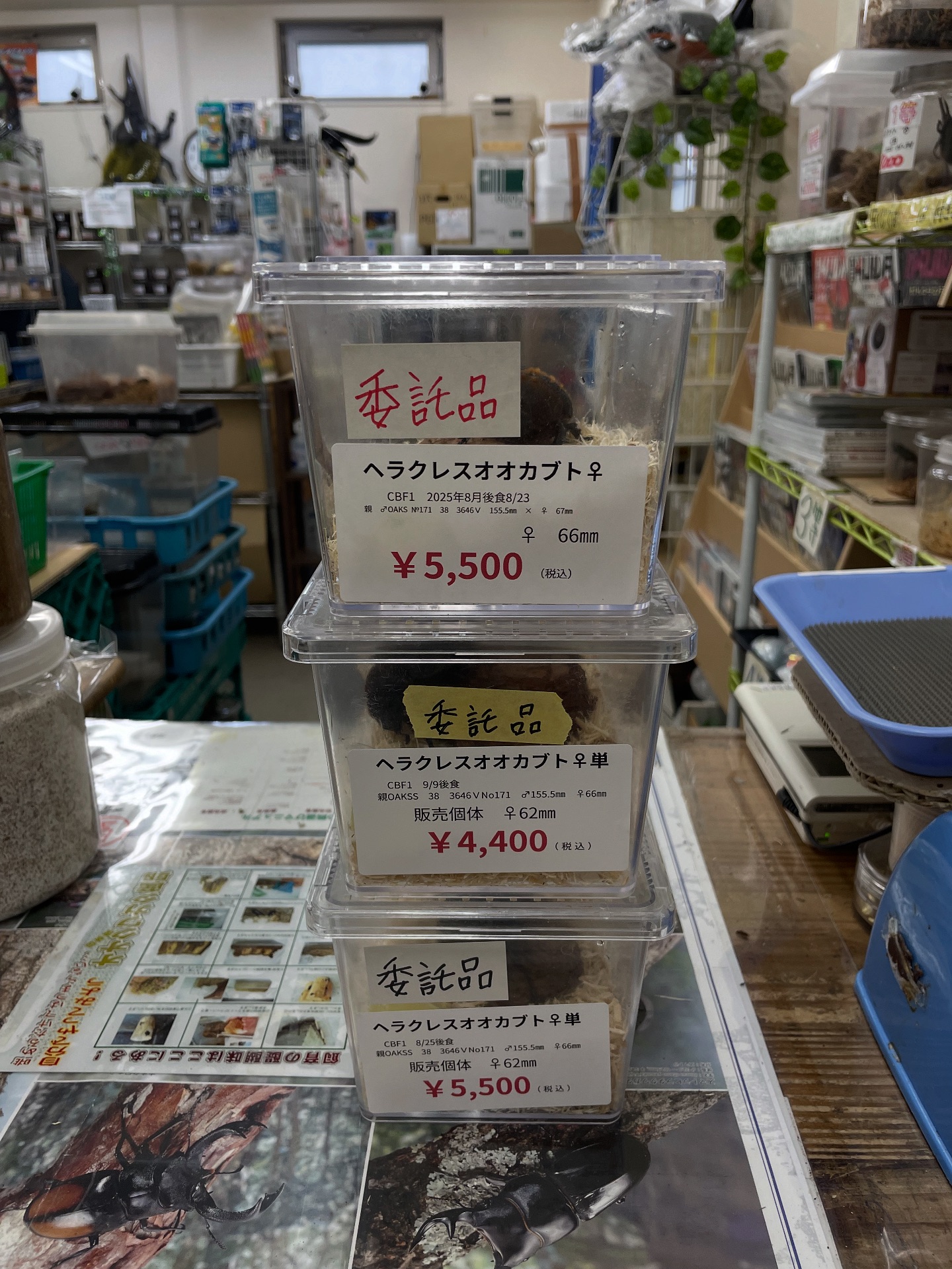 活動歴および当時の関連ビジュアル記録