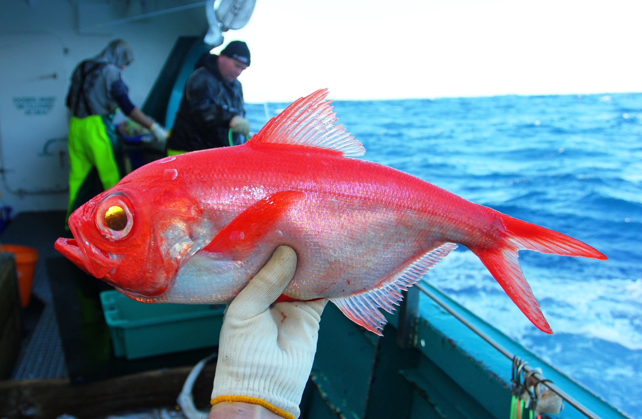 Facts - #FactsAzores : GNR Seizes 100 kg of Fresh Fish in Angra do ...