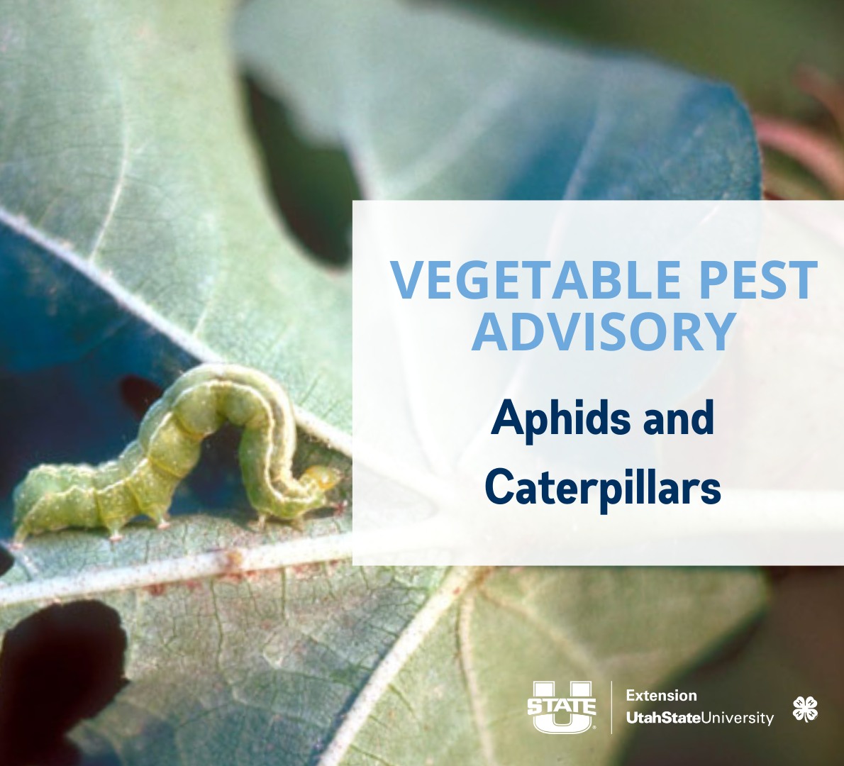 Aphids and caterpillars are... - USU Extension - Plant Health | Facebook