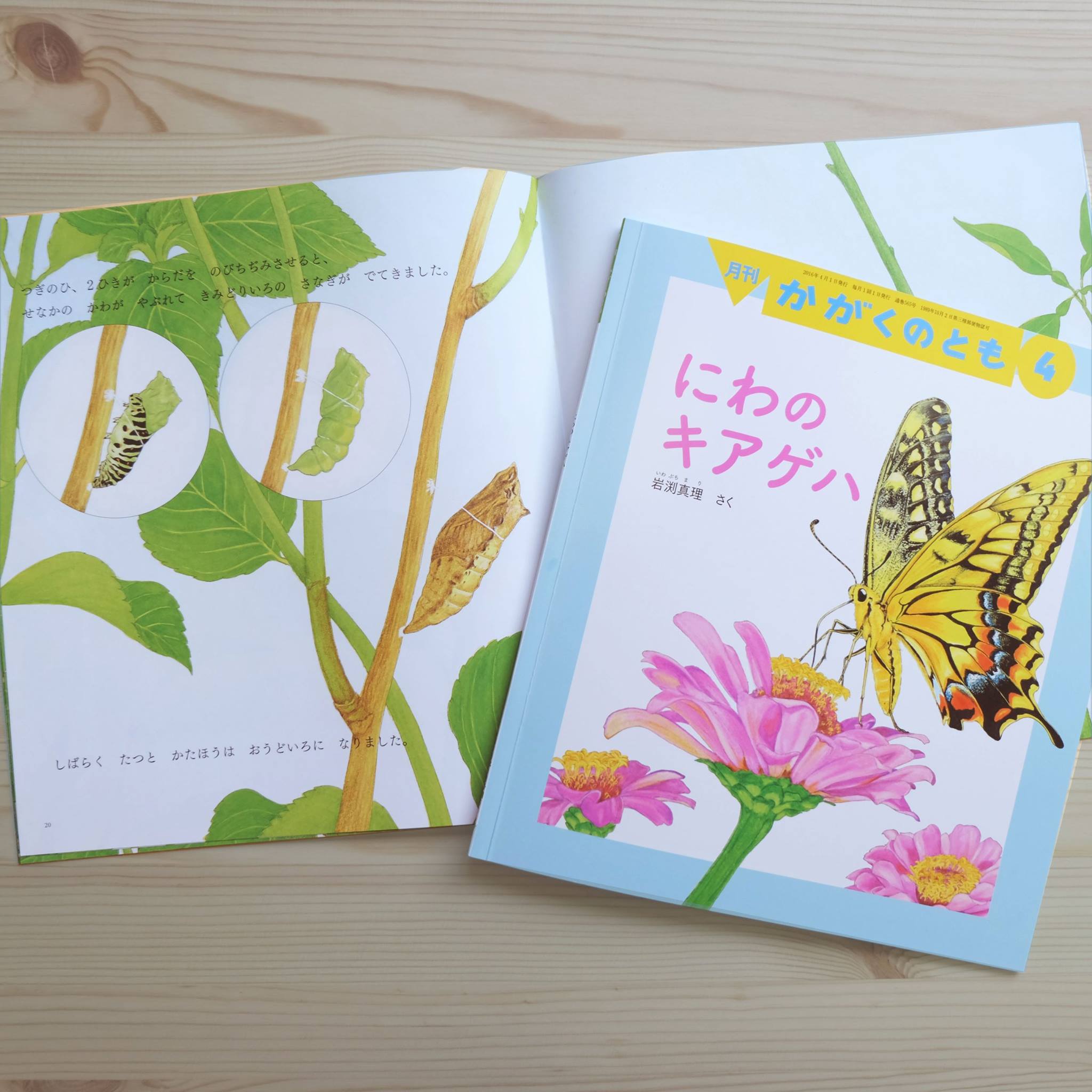 福音館書店 - ○チョウになれる幼虫はほんのわずか…！『にわのキアゲハ 