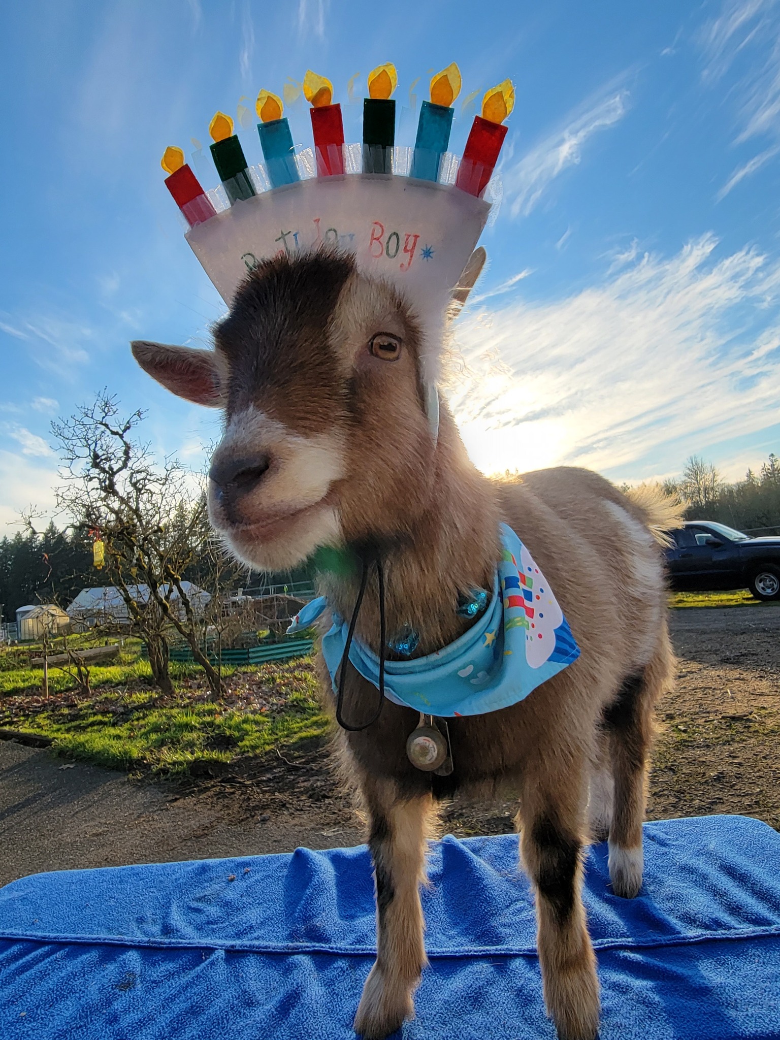 POV: you thought hiking with pack goats meant epic views… but it’s ...