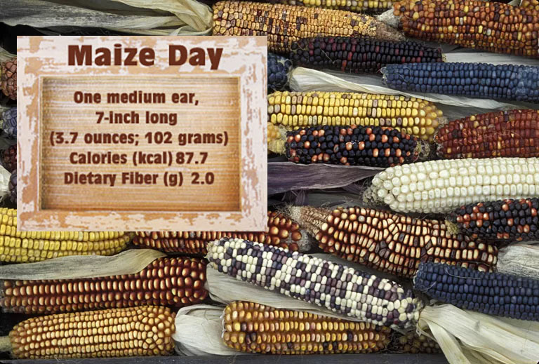 Dietitians - The story of maize is the story of innovation. Ancient ...