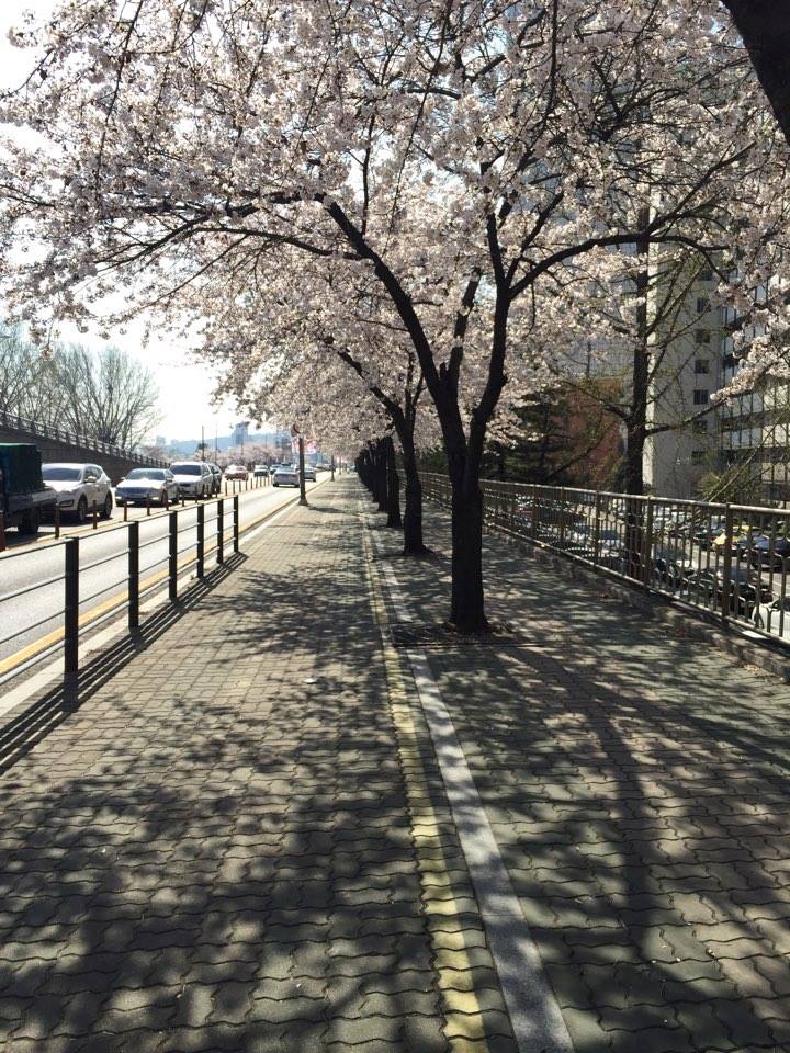 Visit Seoul - The Yeongdeungpo Yeouido Spring Flower...
