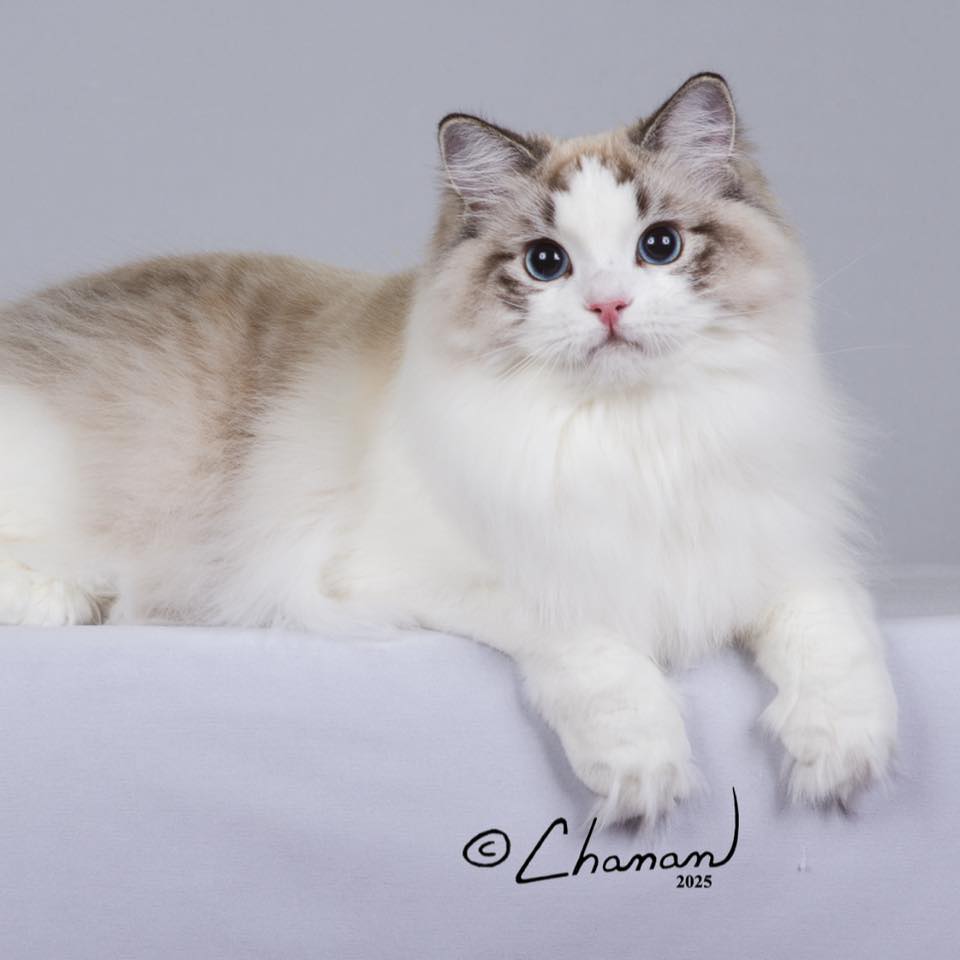 CottonBlues - This boy is absolutely so chill and so friendly... 100% ...