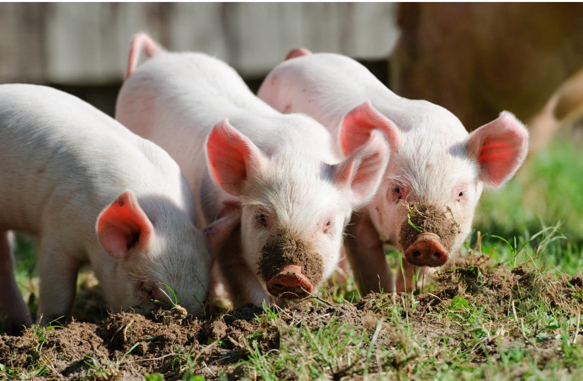 NCVC - 🐷💩 Piglet Diarrhoea (Scours) – What to Watch For 💩🐷 Diarrhoea is ...