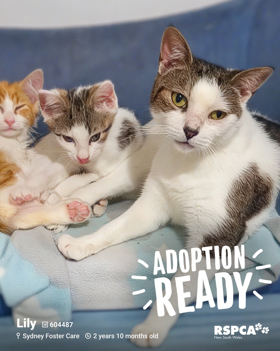 RSPCA - 🐱 Lily – ID: 604487 📍 Sydney Foster Care https://www.rspcansw ...