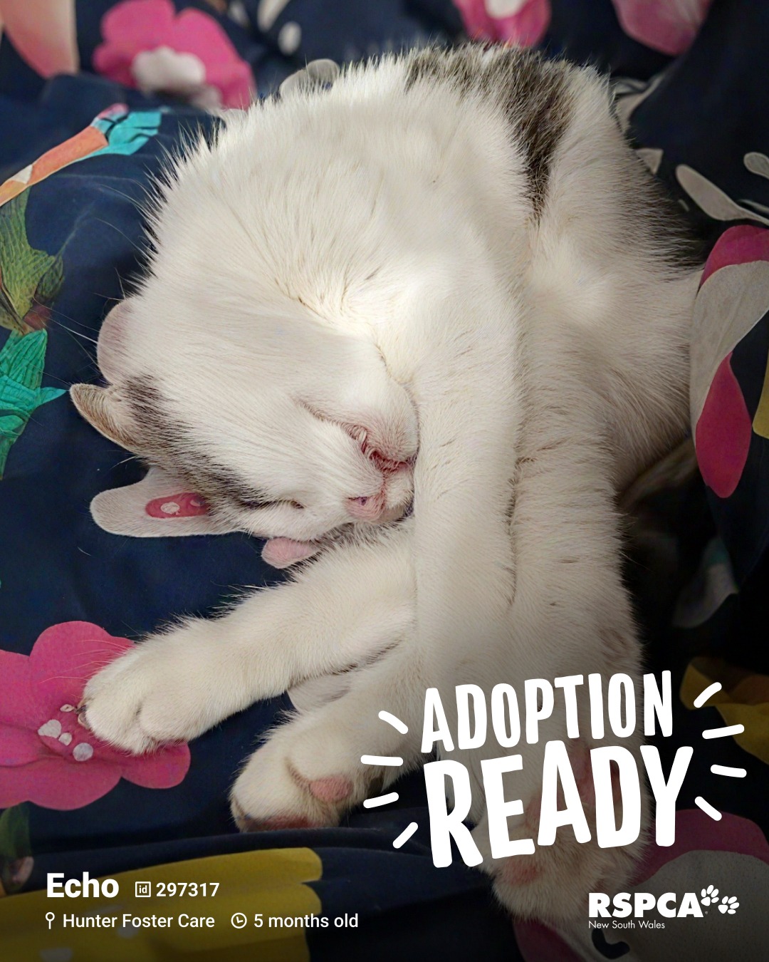 RSPCA NSW - RSPCA NSW added a new photo.