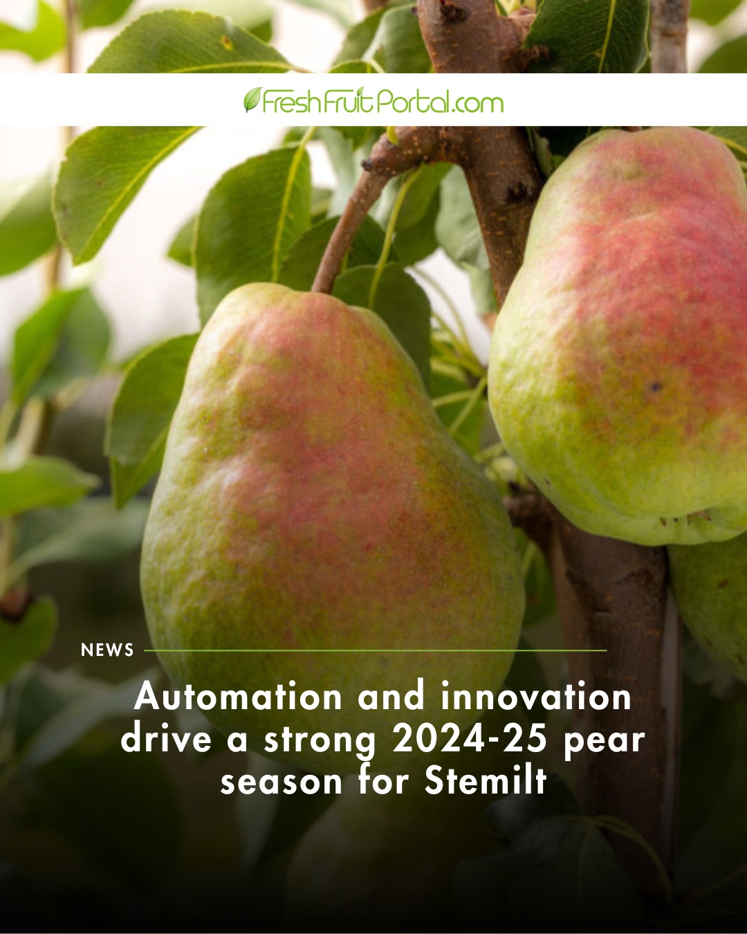 Fresh - 🍐 How are automation and innovation reshaping the pear industry ...