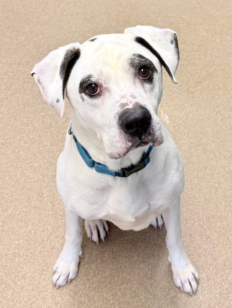 Humane - MEET FINN — A GENTLE SOUL READY FOR HIS GOLDEN YEARS Finn is a ...