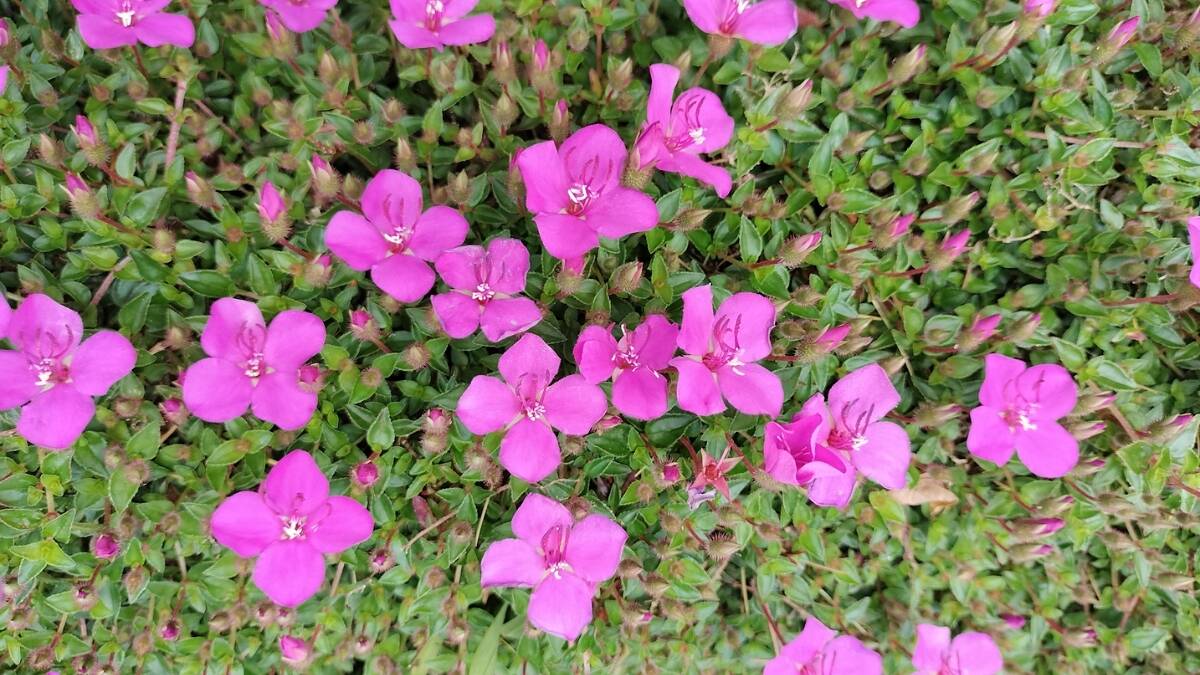 Jardineiro.net - Você conhece a Quaresmeira-rasteira, uma planta que ...