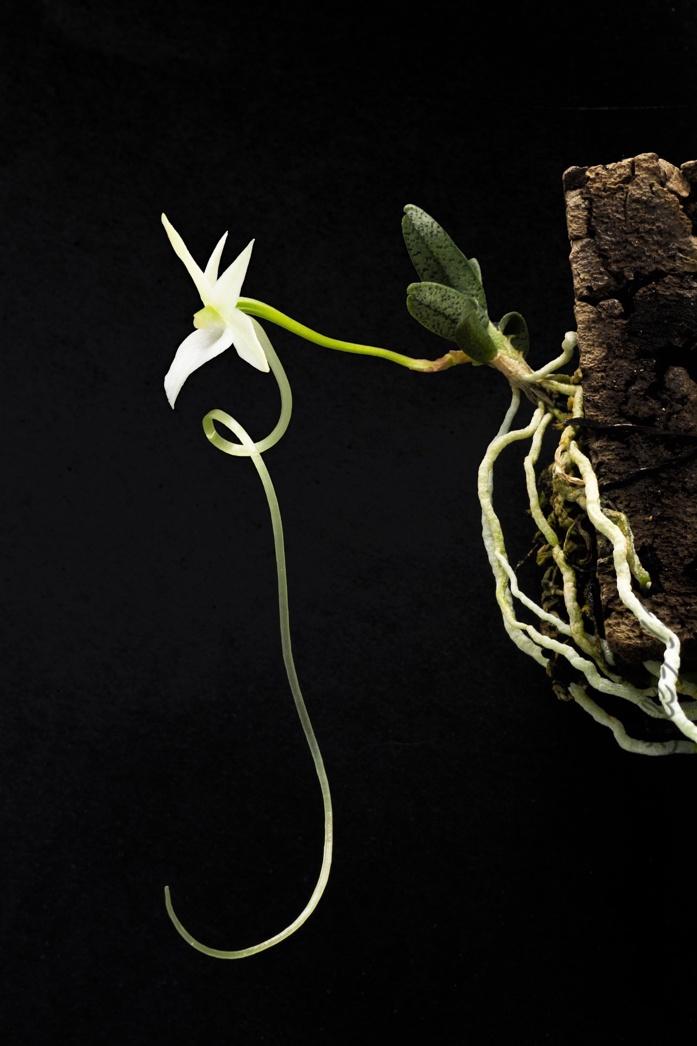 Jungpflanzen Angraecum urschianum - Rarität aus Madagaskar - Miniorchi