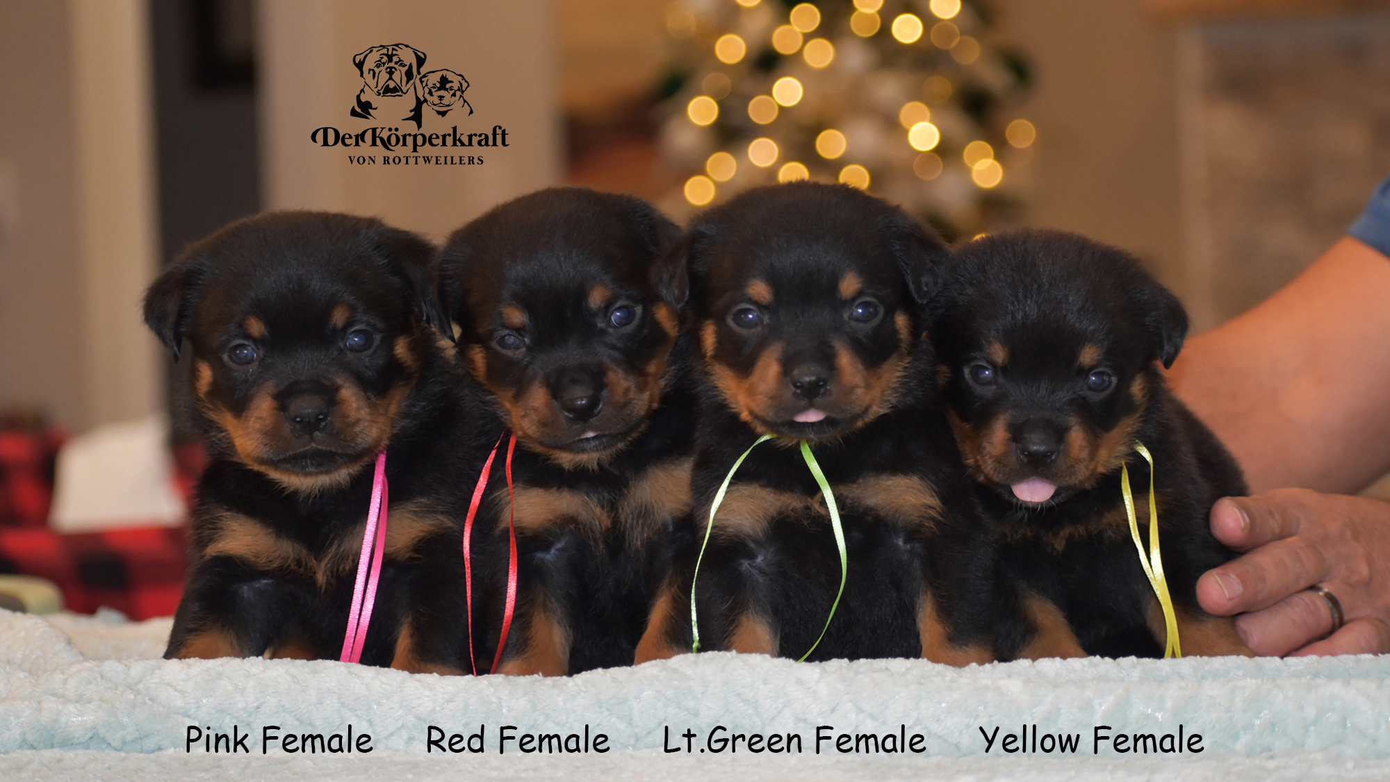 DKV Rottweilers - 🐾 Tango X Dzejmica’s 12 little... | Facebook