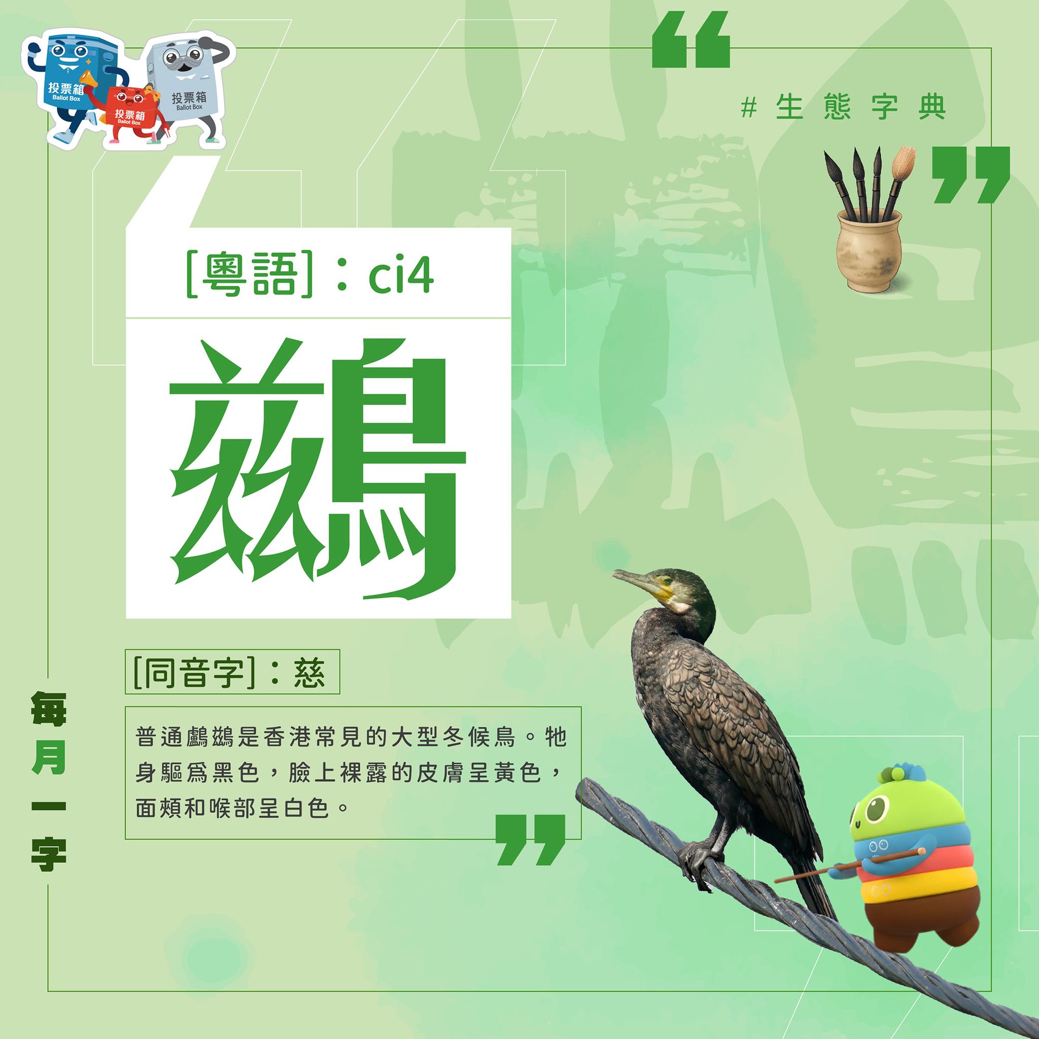 B仔自然教室 Mr. B Nature Classroom - 【市區公園觀鳥樂系列 - 鵲鴝】 鵲鴝（音：爵渠），又叫做豬屎渣。佢嘅羽毛 ...