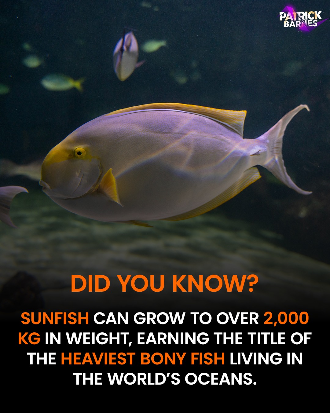 Patrick Barnes - Did you know sunfish can grow up to 200... | Facebook