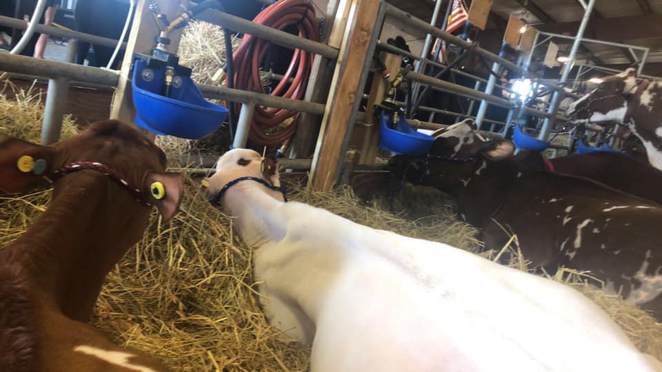 #cow #moomoo #fair #whistlewind - Whistle Wind Farm | Facebook