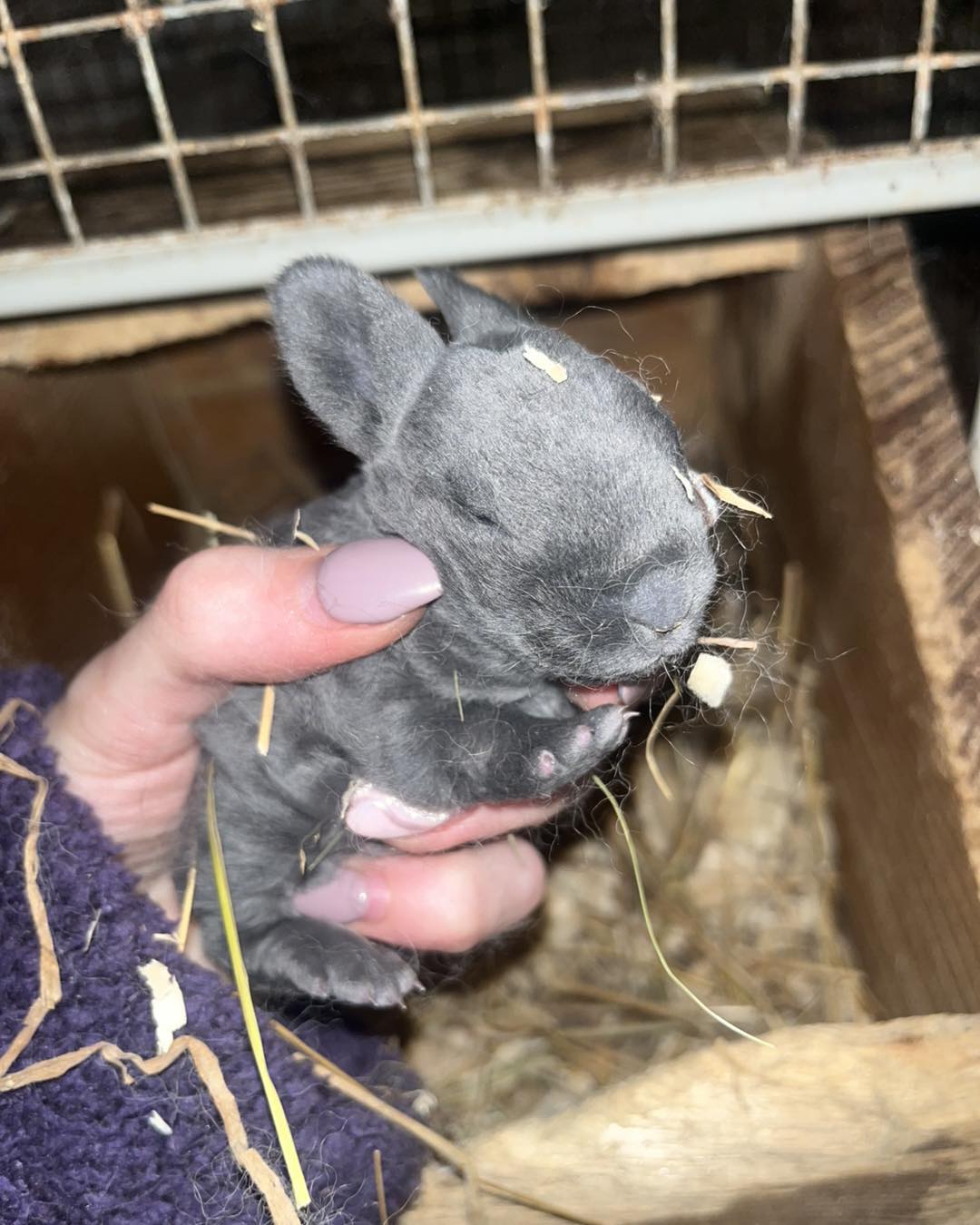Velvet Paws Rabbitry