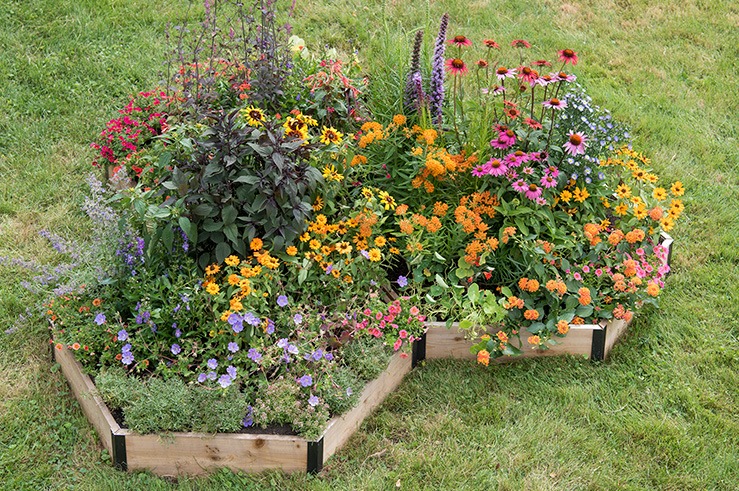 BUILD A POLLINATOR GARDEN Build your own pollinator garden and help ...