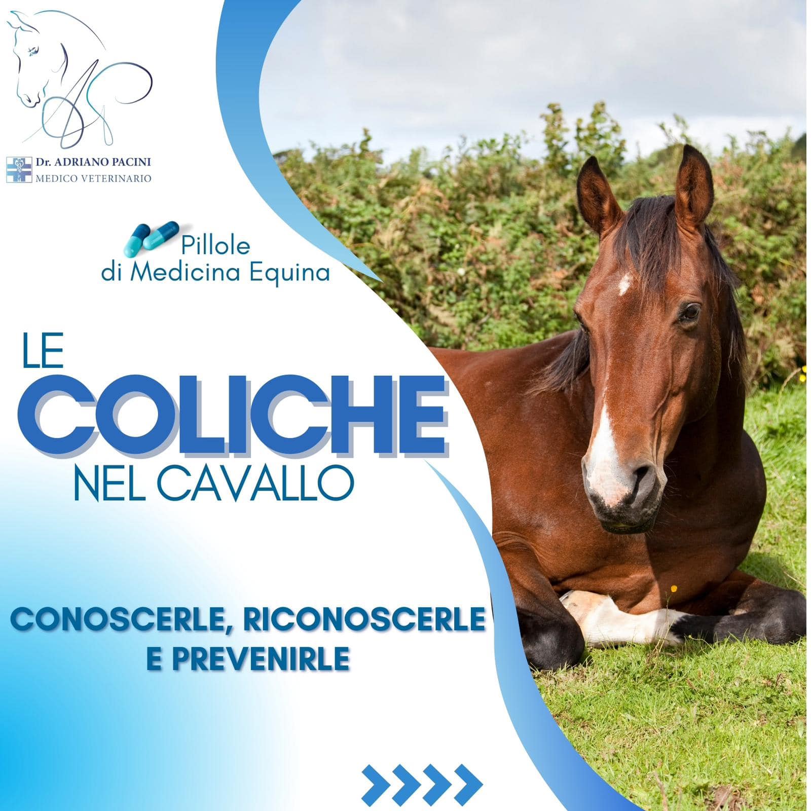Dr. Adriano Pacini - Medico Veterinario Ippiatra