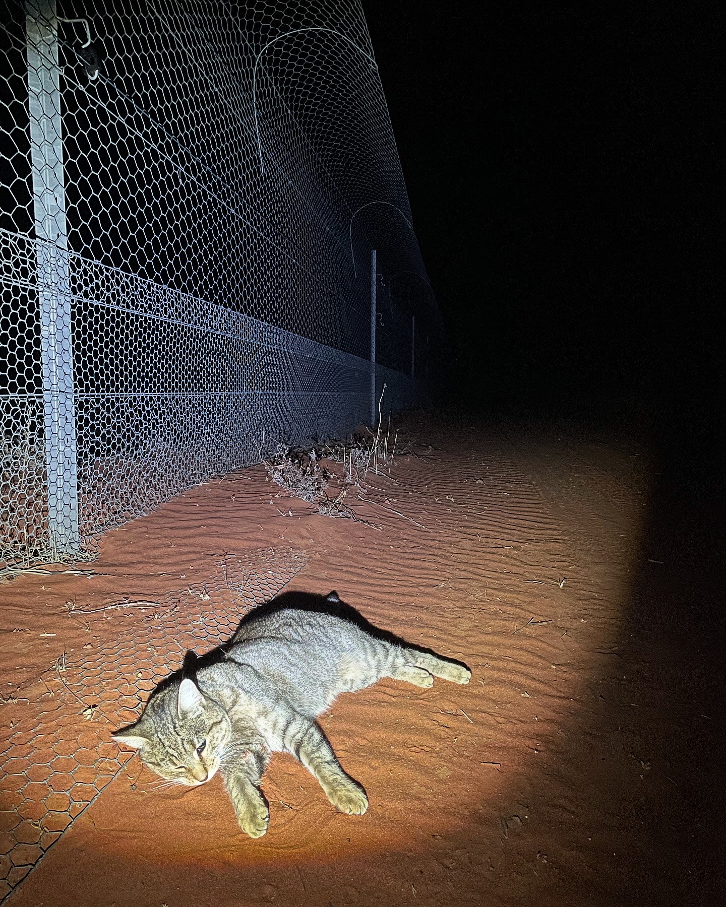 Predator Trapping Australia