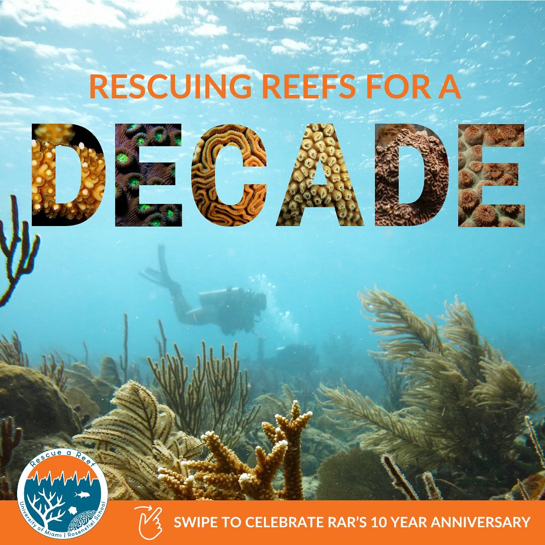 // Rescuing Reefs for a Decade!🪸 🎉... - Rescue a Reef Program | Facebook