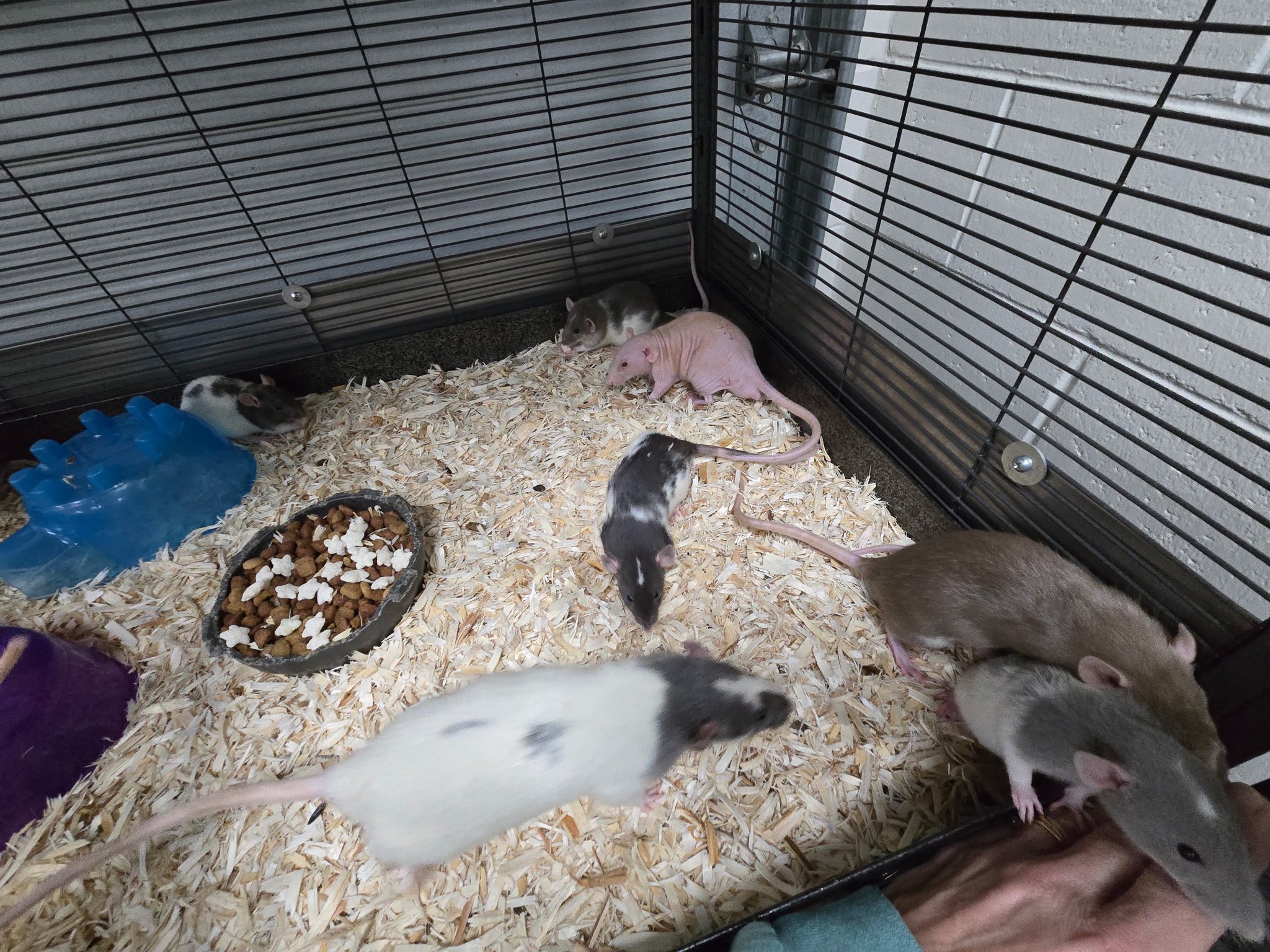 Just posting here in case anyone... - Oh Rats Barn Hunt Club | Facebook