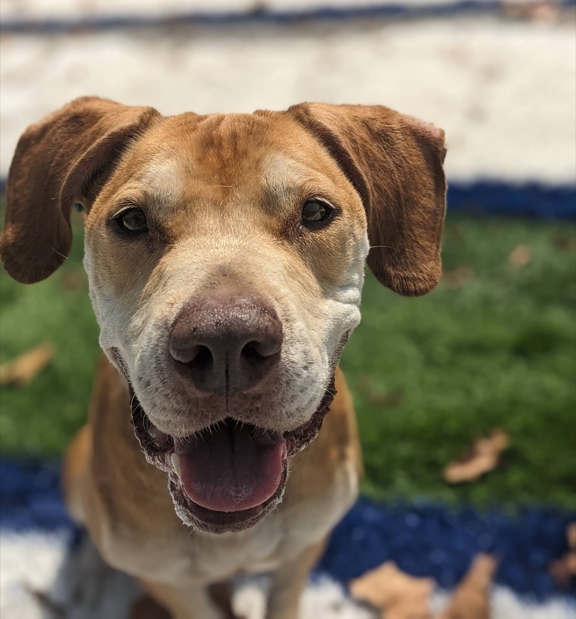 Lizzy the 4-year-old hound mix at City of Hot Springs Animal Services