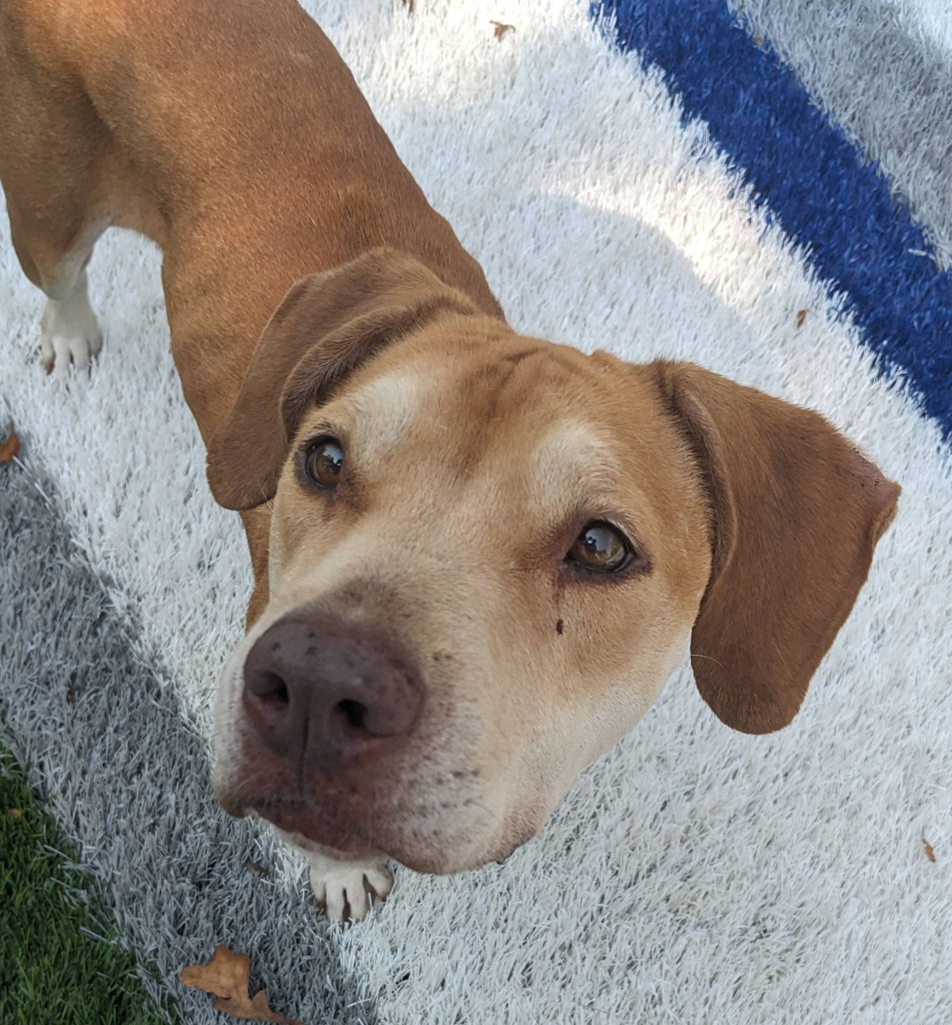 Lizzy the 4-year-old hound mix at City of Hot Springs Animal Services