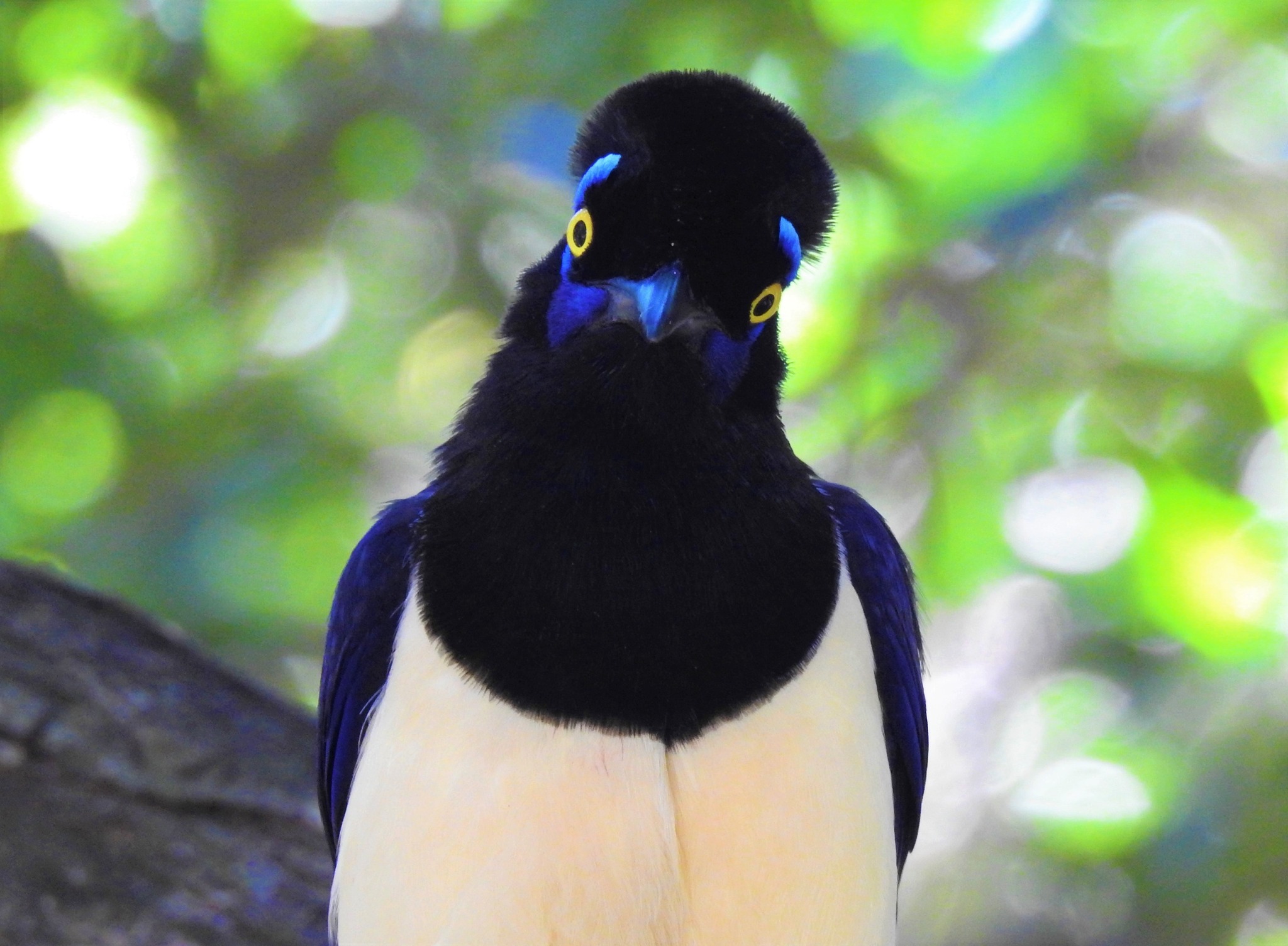 Plush-crested Jay (Cyanocorax chrysops) South America, Brazil