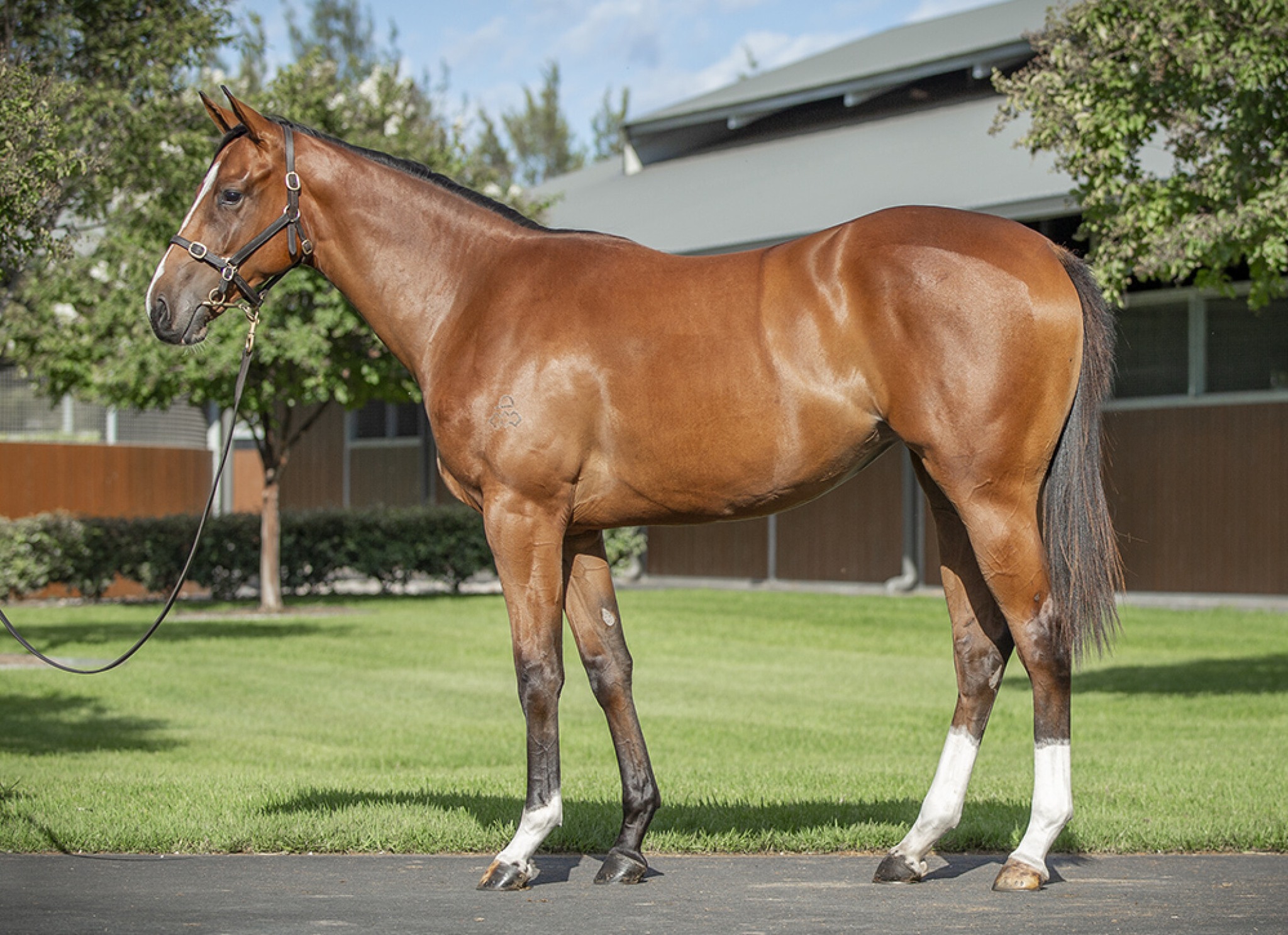 Another exciting filly added to the stable 🐎✨ We were pleased to