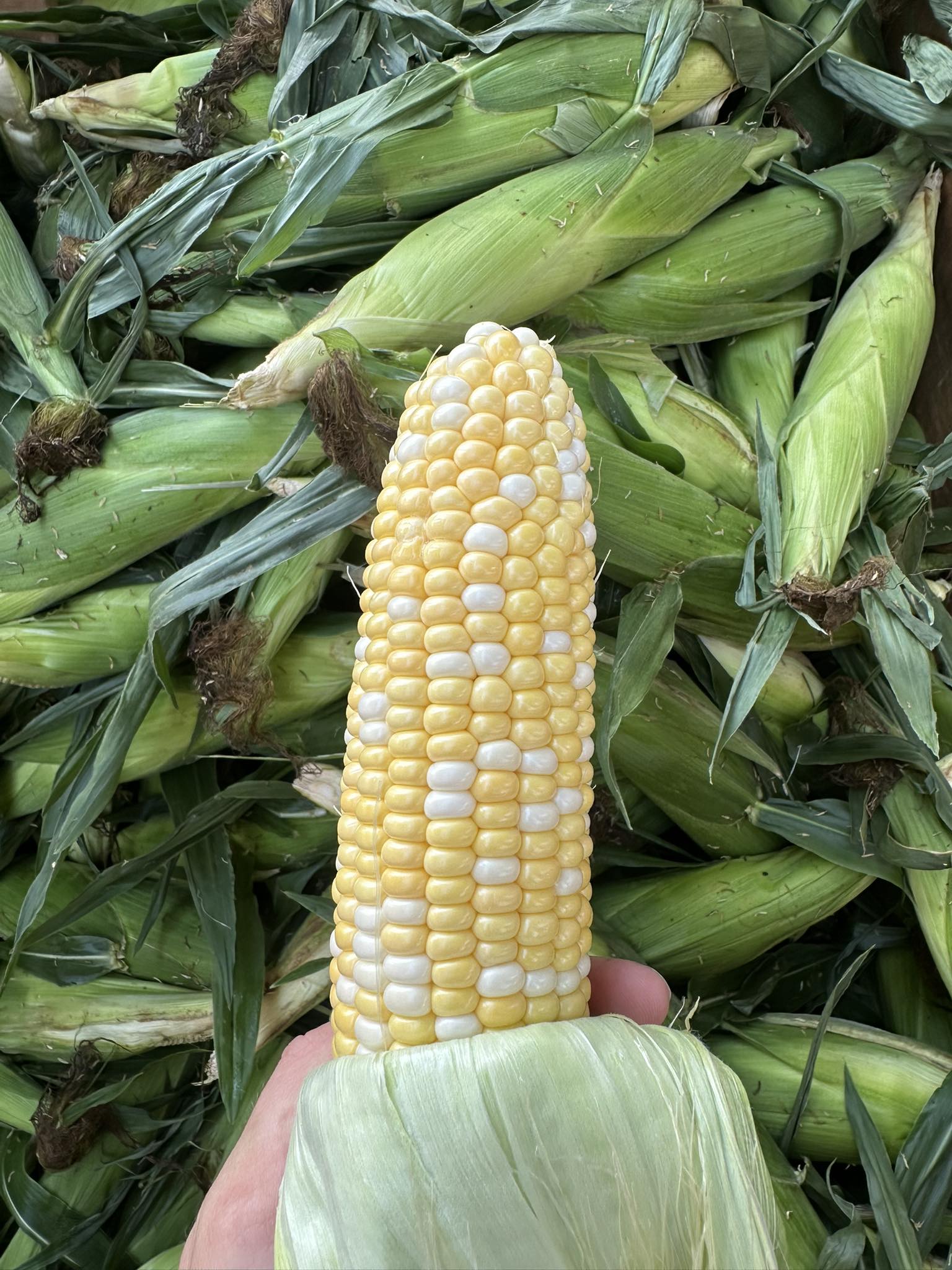 Double - Final Sweet Corn of the Season!! ️🌽 The season is ending so we ...