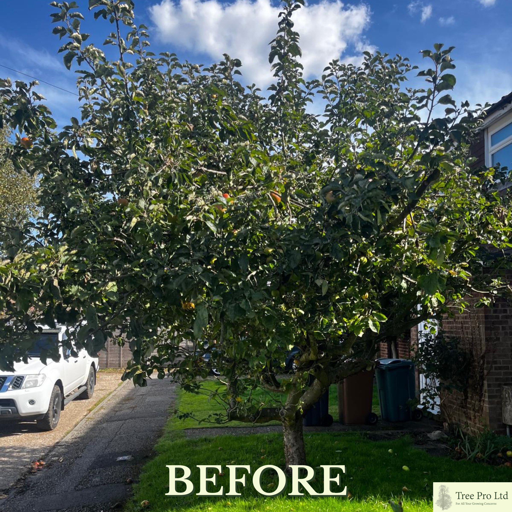 Tree Pro Ltd - 🍏🌳 Before vs After – Apple Tree Removal! 🌳🍏... | Facebook